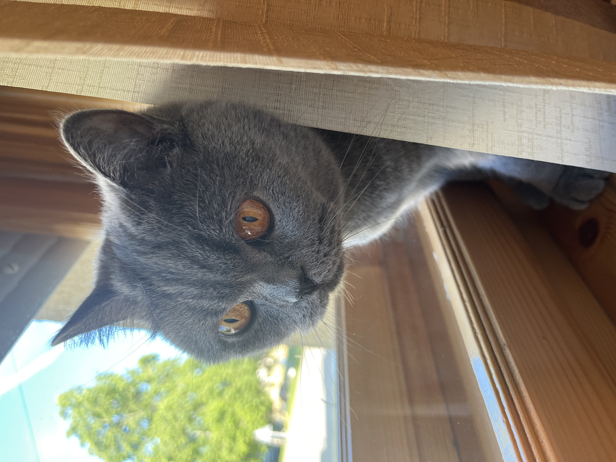 A close-up, eye-level shot captures a grey British Shorthair cat peeking out from behind a tan curtain next to a window. The cat's large, amber eyes are the focal point, wide and alert, with its face turned slightly to the left, observing something outside. Sunlight illuminates the cat's fur, highlighting its texture and the subtle variations in its grey coat. The window provides a blurred view of greenery and a bright, sunny sky, suggesting an outdoor environment. The wooden window frame and sill are visible, along with a portion of the textured curtain. The overall impression is one of quiet curiosity and domestic tranquility.