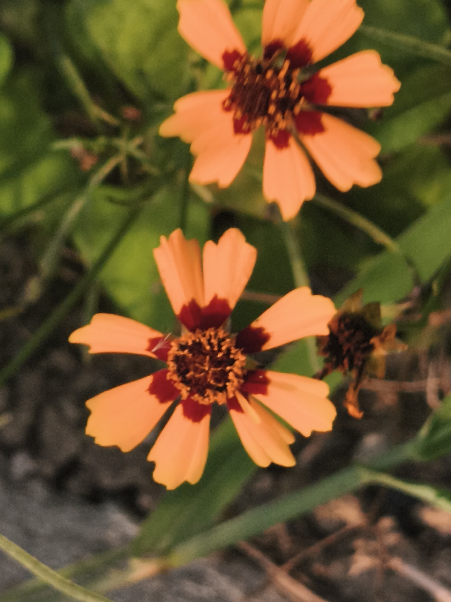 Two bright orange flowers with dark red centers are in focus against a blurred green background of foliage. The flowers have pointed petals that are slightly serrated. The foreground shows a patch of dark soil and a few blades of grass. The image appears to be a close-up shot of these flowers in a natural setting, possibly a garden or park. There are no people or animals visible in the image. The exact location in Asan-si, South Korea cannot be determined from the image alone.