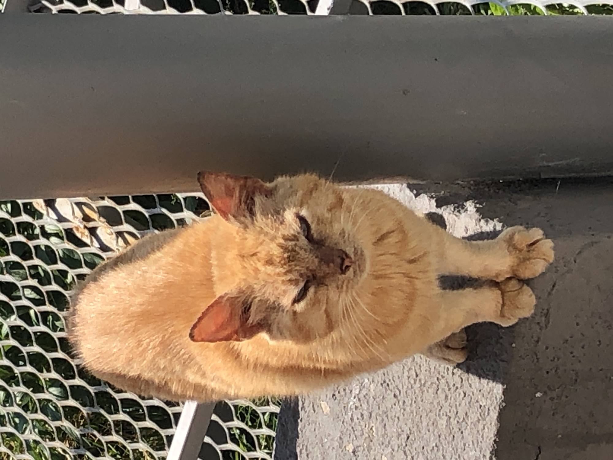 A solitary orange tabby cat stands on a rough, light grey concrete ledge in Khmilnytsia, Ukraine. The cat faces forward with its head slightly lowered and eyes partially closed. Its fur is a consistent ginger color, and visible whiskers extend from its muzzle. One ear appears slightly notched. To the left and behind the cat, a white metal mesh fence, characterized by a diamond or hexagonal pattern, is visible, with green foliage partially seen through its apertures. A large, dark grey cylindrical pole or column occupies the right portion of the frame, positioned vertically next to the cat. A distinct shadow, likely cast by the cat, is visible on the concrete ledge behind its front paws. The surface directly below the ledge is a darker, coarser concrete. The scene is illuminated by direct sunlight, casting clear shadows.