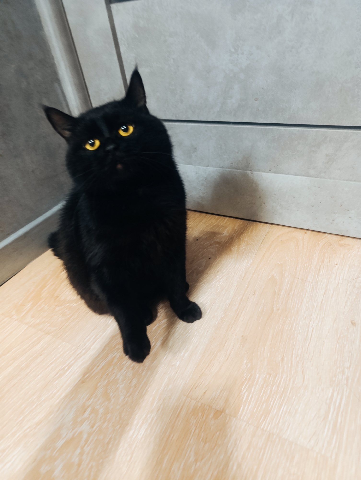 A black cat with bright yellow eyes sits on a light-colored wooden floor, looking upwards. The cat is positioned on the left side of the frame, facing towards the top right corner. Behind the cat is a wall with a light grey tiled lower section and a darker grey upper section. The lighting suggests an indoor environment, possibly a home. There is no indication of the city of Zlatopil, Ukraine, or any other specific location.