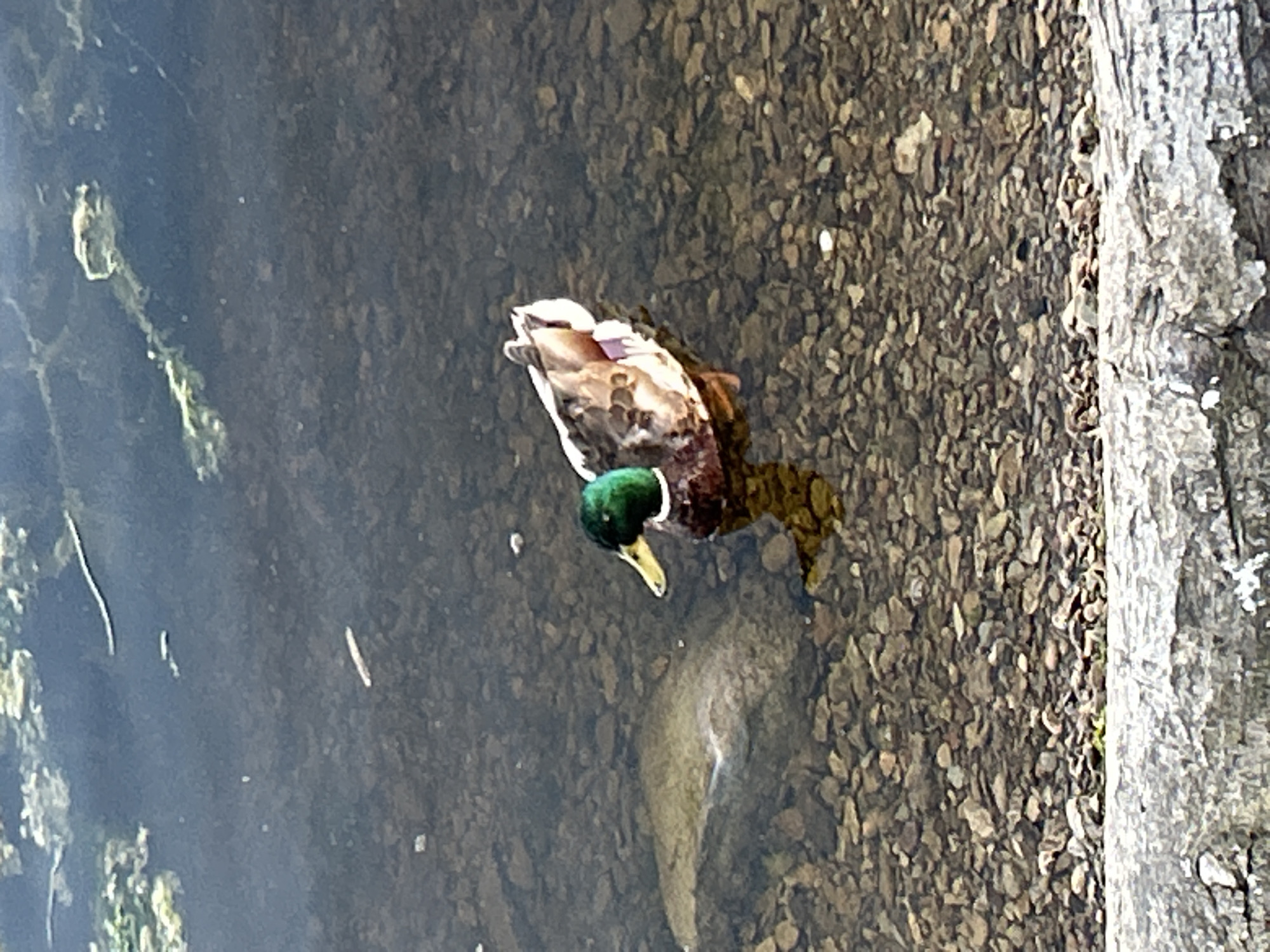 A male Mallard duck (Anas platyrhynchos) with an iridescent green head, white collar, and mottled brown plumage is observed floating in clear, shallow water in a location identified as Tallinn, Estonia. The duck's yellow bill is visible, and its reflection is discernible beneath its body. The bottom of the water body is composed of numerous small, irregularly shaped pebbles and rocks, with a larger, lighter-colored submerged object visible to the left of the duck. Patches of green algae and several elongated pieces of white and dark debris are floating on the water's surface in the upper portion of the frame. The immediate foreground consists of a large, textured grey object, likely a submerged wooden log or concrete structure, indicating a shoreline or bank. The scene is illuminated by ambient daylight.
