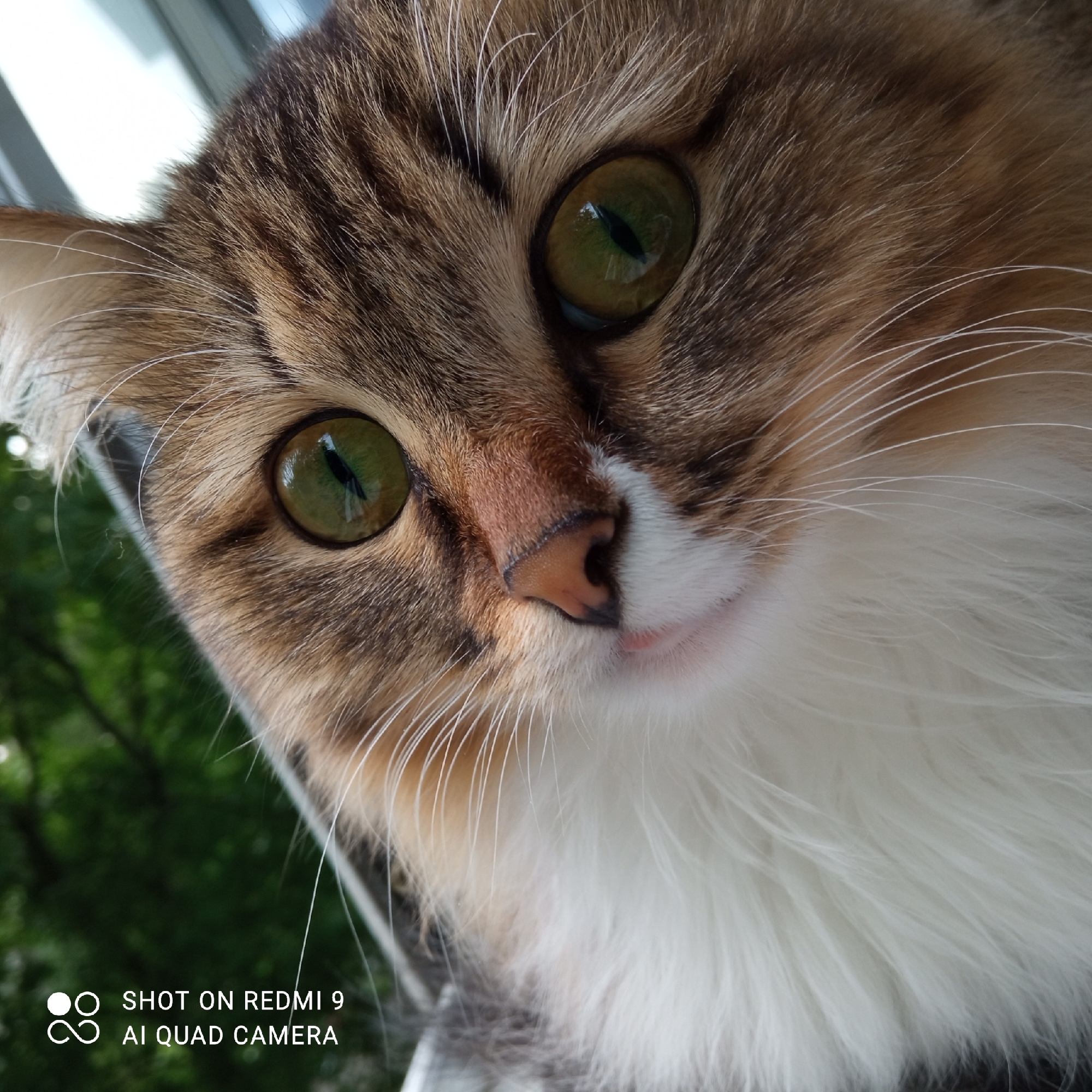 A close-up, low-angle shot captures the face of a cat with green eyes. The cat has brown and tan fur on its head, with white fur around its neck and mouth. The cat's nose is pink. The background includes foliage, and a window frame is visible. The image includes a watermark at the bottom that reads "SHOT ON REDMI 9 AI QUAD CAMERA." It is not possible to determine if the image was taken in Chaikovsky, Russia, as the information given does not specify location.