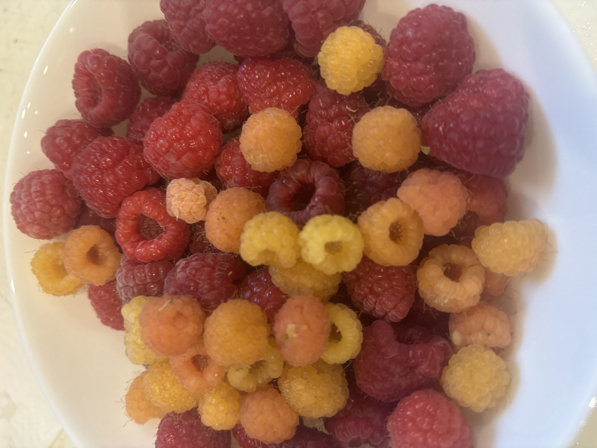 A close-up, overhead shot shows a white bowl filled with red and yellow raspberries. The raspberries are clustered together, with some slightly overlapping. The lighting is bright, creating a soft glow on the fruit. The image does not contain any information or visual cues that would allow for its location to be determined within Burgas, Bulgaria, or any other specific geographical area.
