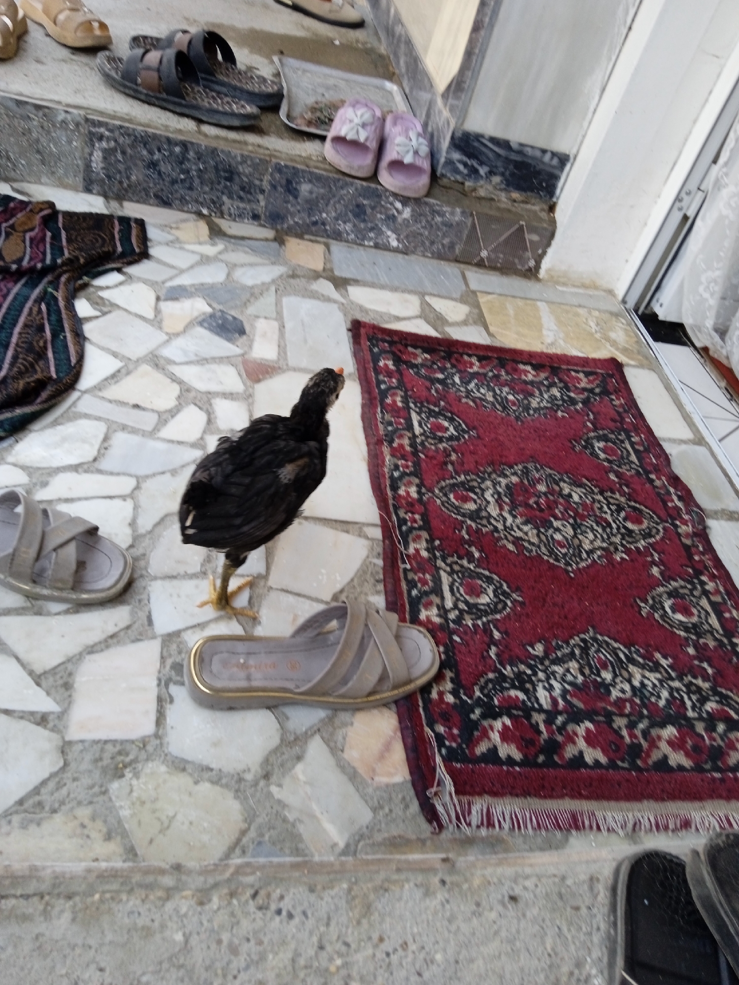 A black chick stands on a stone-tiled floor next to a red rug and several pairs of sandals. The rug is ornate with a red, black, and white pattern. One pair of sandals is grey with criss-cross straps, and another pair is dark-colored with a patterned sole. A tan sandal is visible at the top of the frame, and two pink slip-on sandals are on a raised step in the background. A dark, patterned fabric is also visible on the left side of the image, draped over a step. The scene appears to be an outdoor area, possibly a porch or entryway, given the stone flooring and the presence of sandals and outdoor rugs.