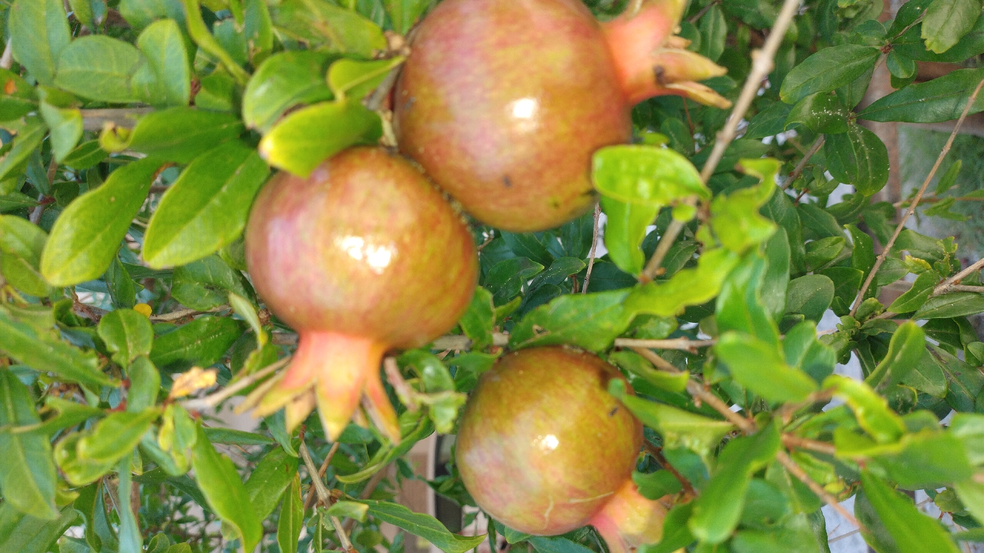 Three unripe pomegranates hang from a tree branch amidst dense green foliage. The pomegranates are round and exhibit a greenish-yellow hue with reddish blush. The leaves are a vibrant green, some glossy and others slightly dull. The background is blurred, suggesting a shallow depth of field, and shows hints of an outdoor environment. The image appears to have been taken in the vicinity of Neoi Epivates, Greece, likely a residential area given the typical vegetation found in the region.