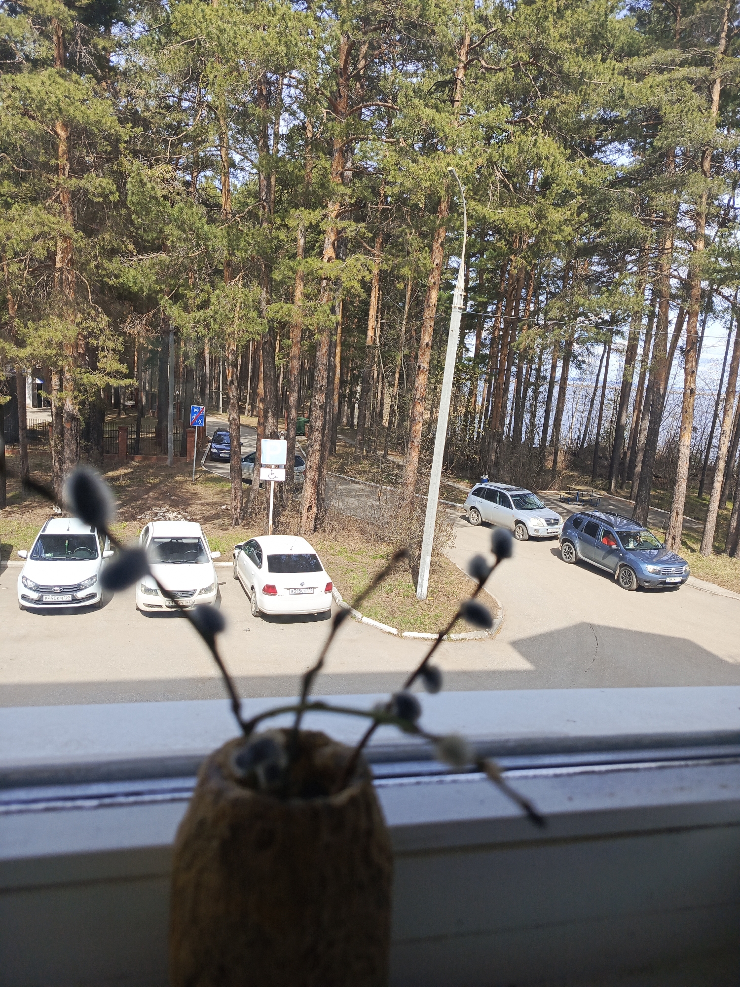 View from a window with a vase of pussy willow branches in the foreground. Beyond the window is a parking area adjacent to a dense forest. Three white cars are parked in a row on the left. A silver and a blue SUV are parked on a road that curves through the forest. A lamppost stands near the road. Traffic signs are visible in the distance. The location is Unknown, Unknown.