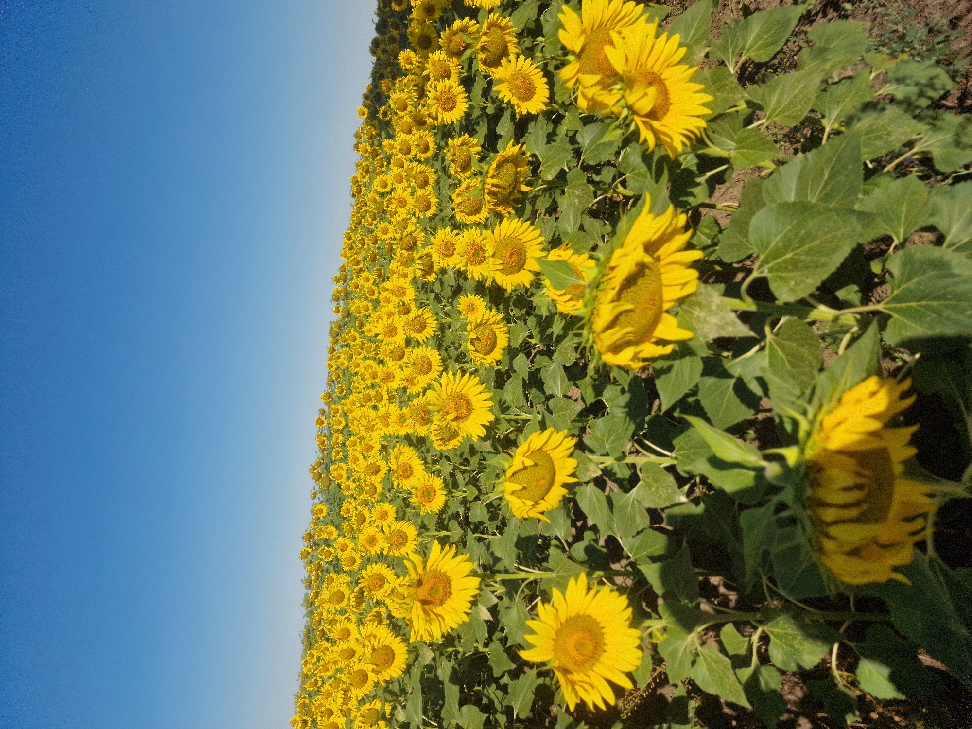 A low-angle, wide shot captures a vast field of sunflowers under a clear, bright blue sky in Қараөзек ауылдық округі, Kazakhstan. The sunflowers, predominantly yellow with dark centers, fill the frame, stretching from the foreground into the distance. The plants vary in height, with some facing the viewer and others angled away. The foreground features several large, detailed sunflowers with visible petals and leaves. The ground is dark soil, with some sparse dry vegetation visible. The scene is illuminated by natural sunlight, casting shadows across the field.