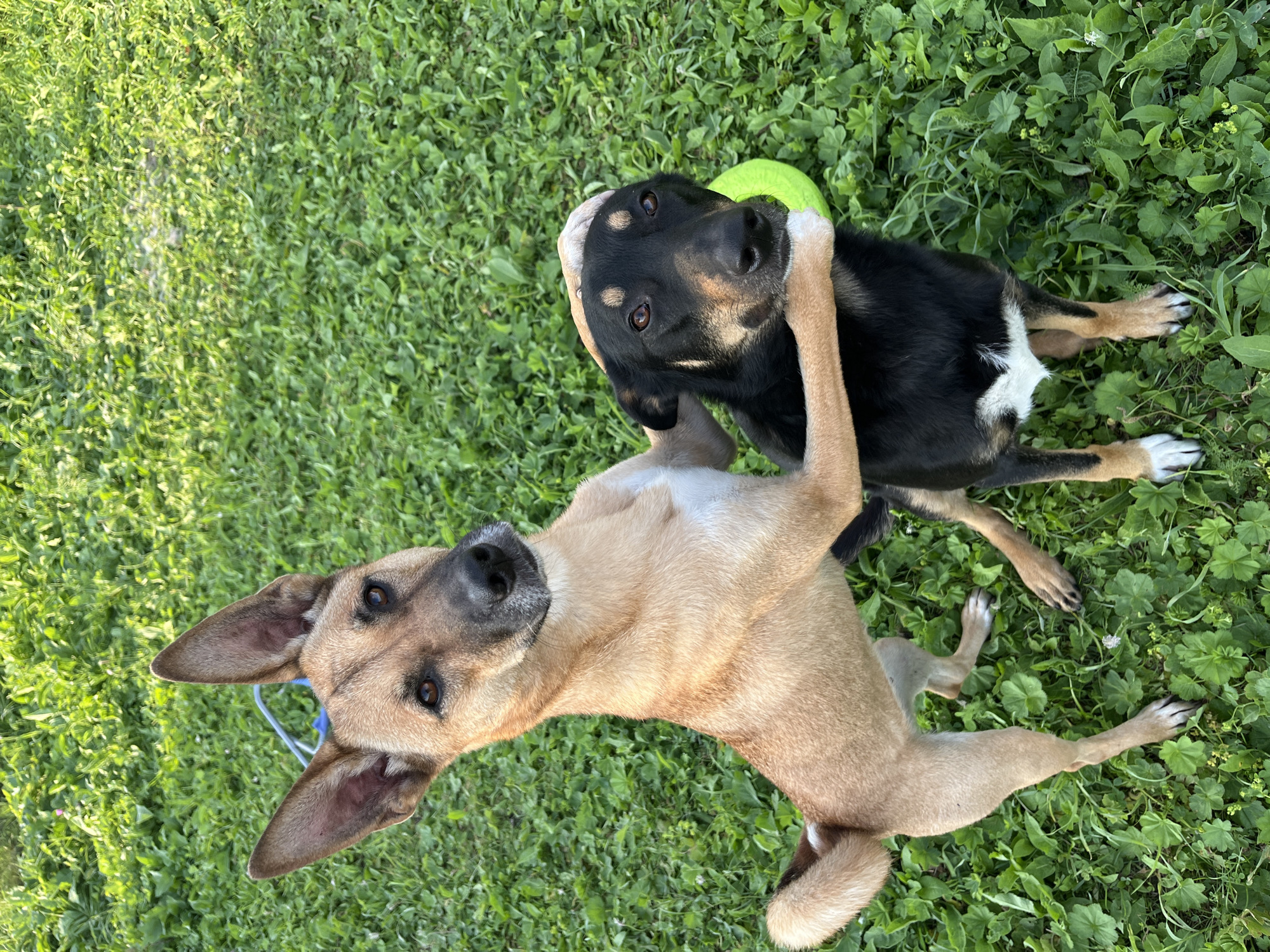 A tan and white dog stands on its hind legs, with its front paws around the shoulders of a black and tan dog. The tan dog's head is tilted to the side, and its ears are perked up. The black and tan dog is seated, looking directly at the camera. A bright green frisbee is visible behind the black and tan dog's head. Both dogs are on a patch of lush green grass, which appears to be in a park or backyard setting. The scene is illuminated by natural sunlight. This image does not contain any specific elements that would allow it to be geolocated to Nizhny Tagil, Russia.