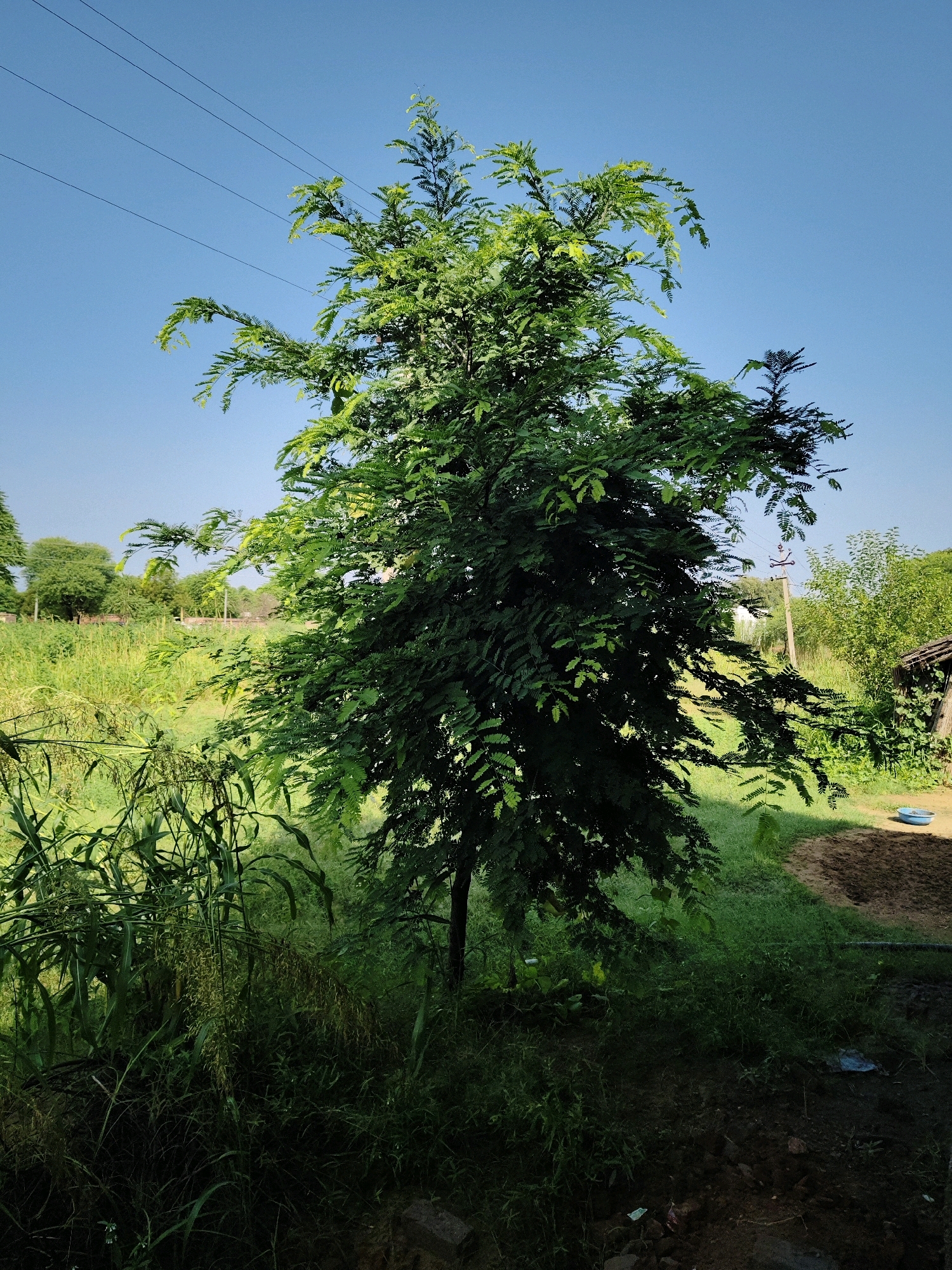 The image depicts an outdoor scene in the city of Renwal, India. A tall, leafy green tree with many delicate leaves dominates the center of the frame. The tree has a slender trunk and branches that spread outwards, reaching towards a clear blue sky. In the background, a field of tall green grass and other vegetation is visible. Beyond the field, a few more trees and some structures can be seen, suggesting a rural or semi-rural setting. Power lines stretch across the upper portion of the image, angled against the sky. The lighting suggests it is daytime, with sunlight illuminating the scene. The ground in the foreground is covered in dark soil and some vegetation. No people are present in the image.