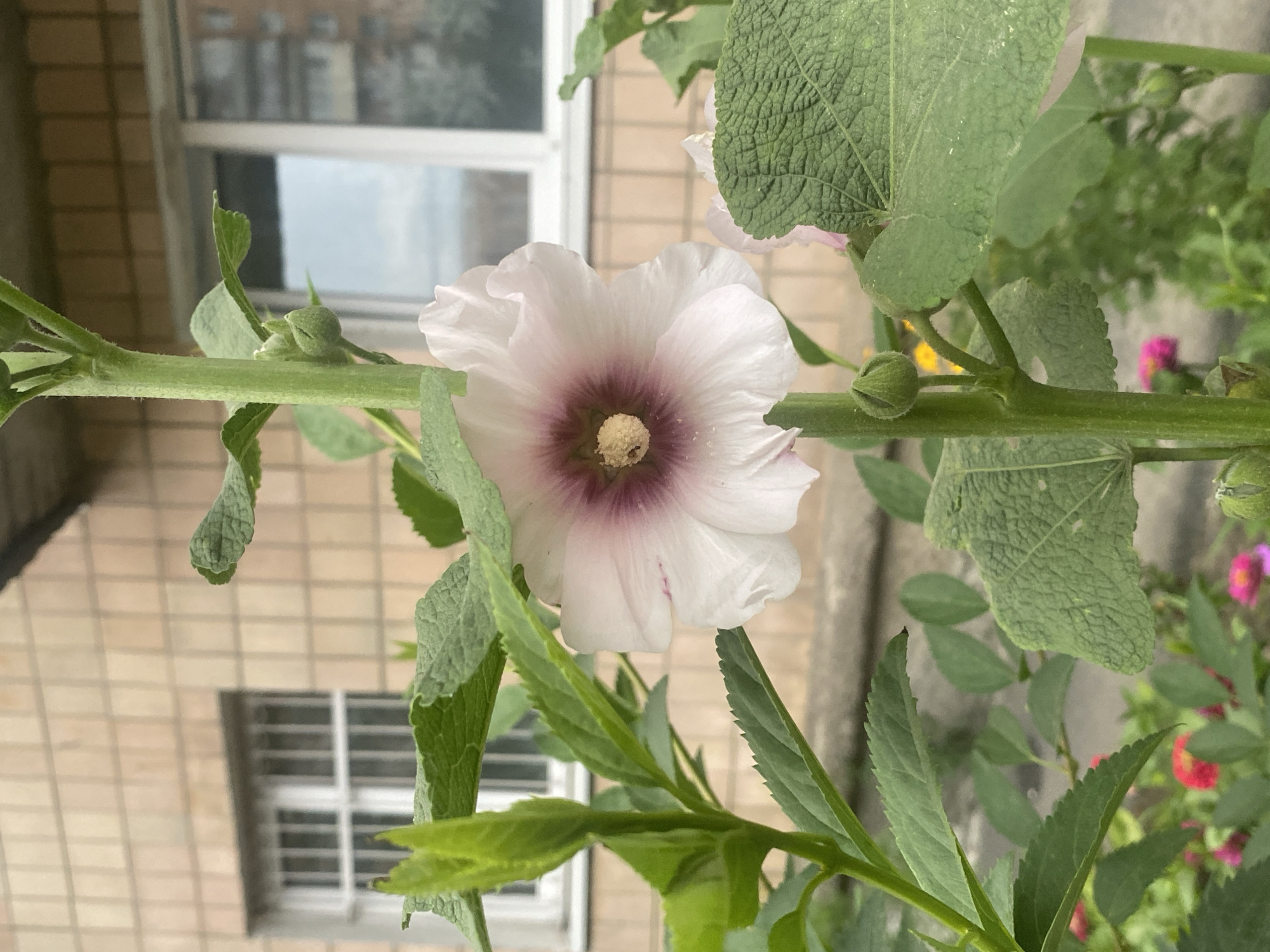 This image depicts a close-up view of a hollyhock flower with pale pink and white petals, a deep pinkish-purple center, and a yellow stamen. The flower is on a green stem, surrounded by large, textured green leaves. In the background, a building with light brown, textured brickwork is visible, featuring a white-framed window with horizontal bars and another window to its right reflecting the sky. The overall setting suggests an urban environment. Based on visual cues, the scene is consistent with an outdoor location in the city of Poltava, Ukraine, likely a garden or residential area adjacent to a building. No people are present in the image, and no specific actions are depicted beyond the natural state of the plant.