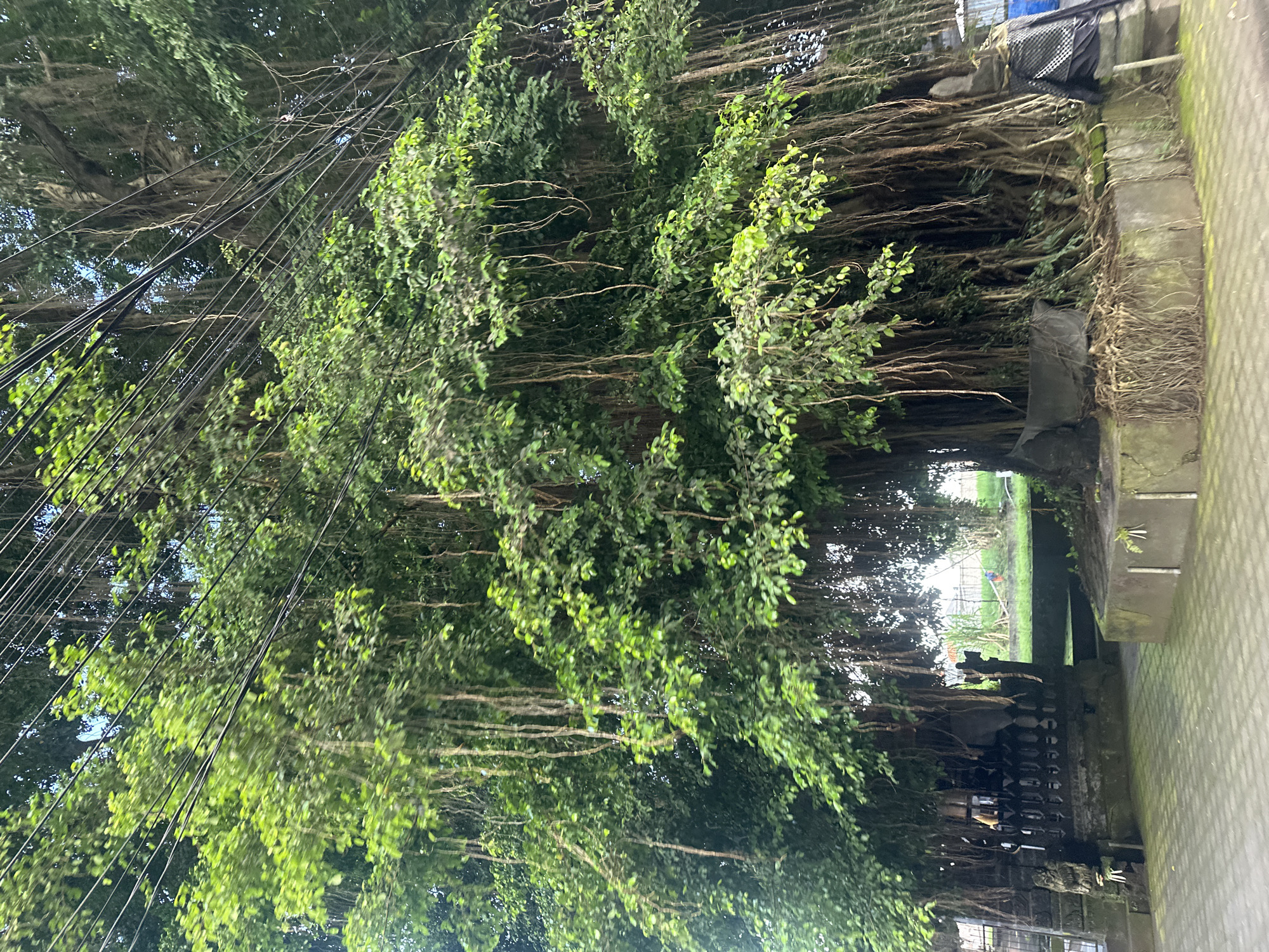 A lush, mature Banyan tree dominates the scene in an urban location. The tree's dense foliage and aerial roots create a tunnel-like effect over a paved area, likely a sidewalk or road. Utility wires are visible among the tree's branches. In the background, a glimpse of a grassy area with sparse vegetation and a fence can be seen. The image is taken from ground level, looking up through the tree canopy. The location is in the city of Unknown, Indonesia.