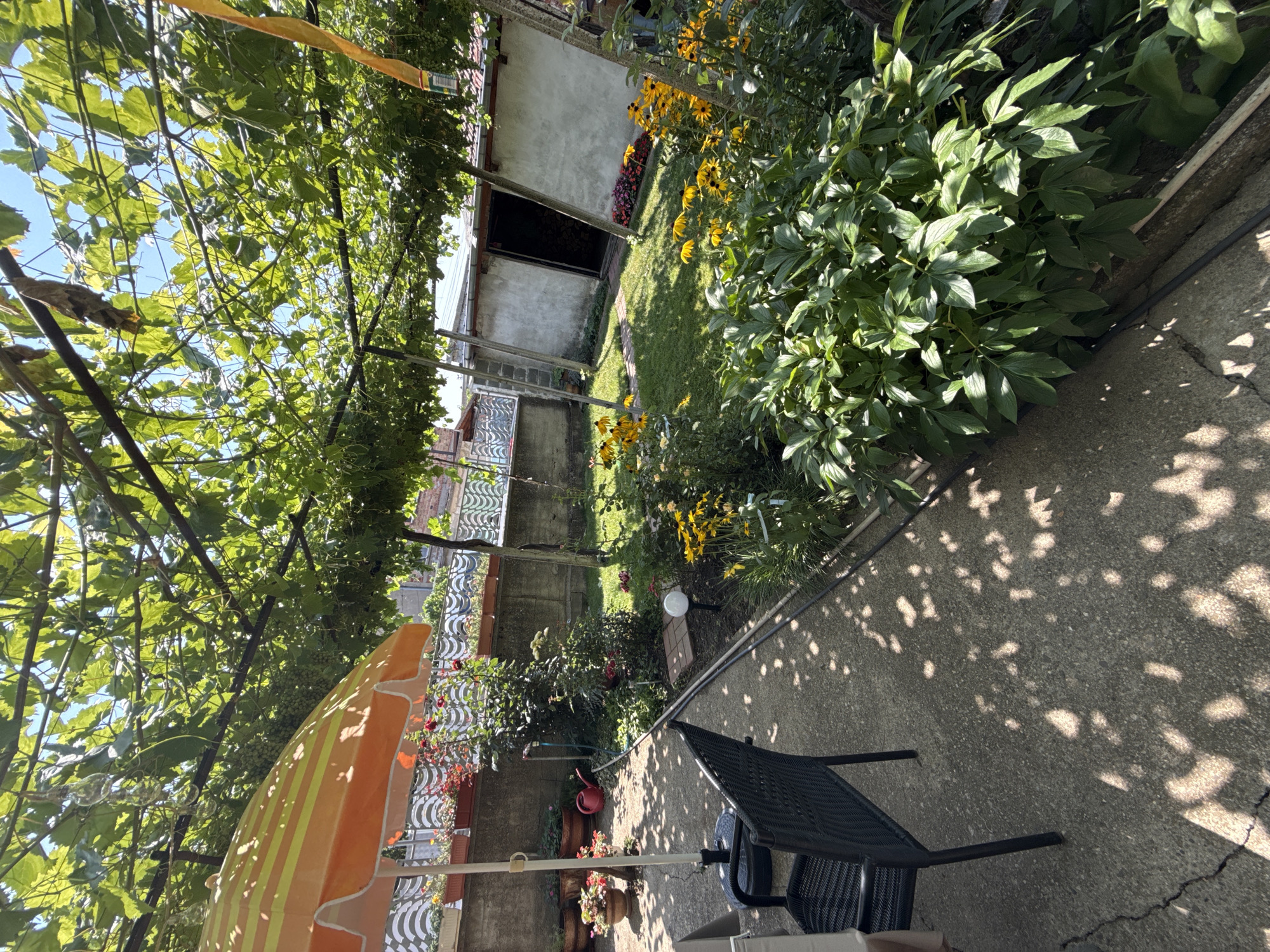The image captures a sun-drenched backyard in Tvarditsa, Bulgaria, under a canopy of lush green grapevines. The foreground shows a concrete patio with dappled sunlight filtering through the leaves, where a black wicker chair sits beside a table covered with a beige cloth. To the left, an orange and yellow striped umbrella provides shade. Beyond the patio, a vibrant garden unfolds with blooming yellow flowers, dense green foliage, and a small circular light fixture on the ground. A weathered concrete wall forms the boundary of the garden, with potted plants and a red watering can near its base. In the background, a simple structure with an open doorway, appearing to be a shed or storage area, is visible. The overall impression is one of a tranquil, lived-in outdoor space.