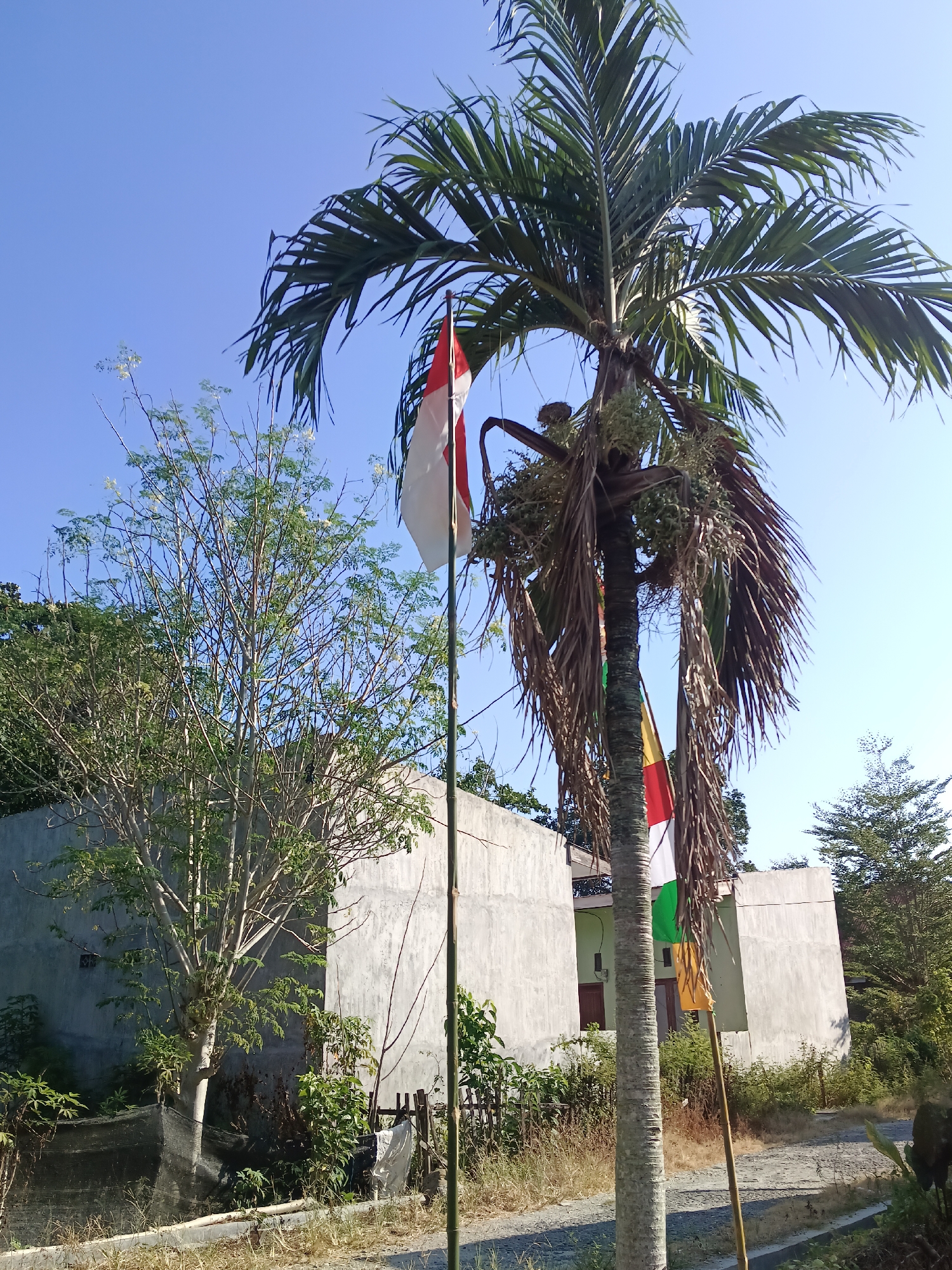 In the city of Kawua, Indonesia, an outdoor scene unfolds under a clear blue sky. The foreground is dominated by a tall palm tree with green fronds at the top and dried, brown fronds lower down. Two flagpoles stand near the palm tree; one is a bamboo pole holding a red and white Indonesian flag, and the other, also bamboo, supports a multi-colored flag with red, white, and green sections, and a yellow section. Behind the palm tree and flagpoles are two light-colored, unfinished concrete buildings. To the left of the palm tree and in front of one of the buildings is a sparse, leafy tree with light-colored branches. The ground in front of the buildings and around the trees is covered with dry grass and some greenery. A rough, gray pathway or road runs through the scene. The overall impression is of a partly developed or rural area.