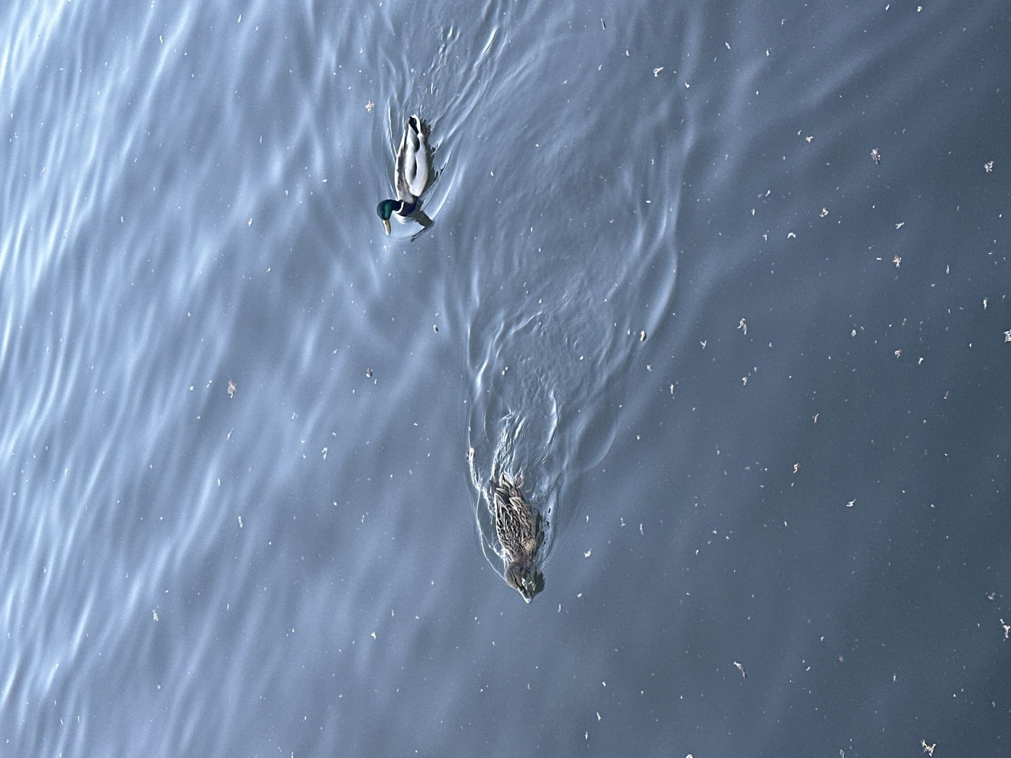 The image depicts two ducks swimming on a body of water. One duck has a green head, while the other has brown plumage. Small, light-colored debris floats on the water's surface. The location is the city of Chaikovsky, Russia.