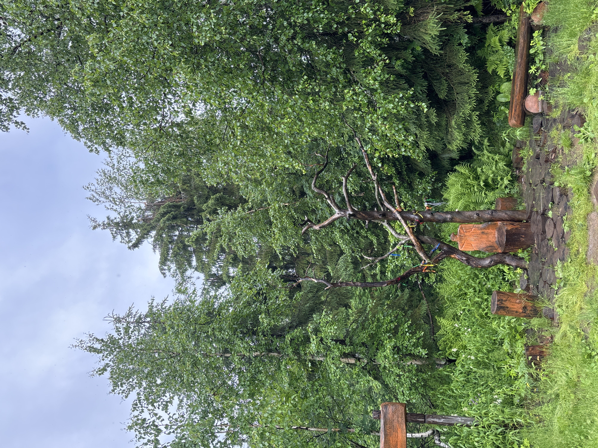This image depicts a scene in the city of Usva, Russia, featuring a natural outdoor setting with dense green foliage and trees under an overcast sky. In the foreground, there's a collection of rustic wooden elements including a log bench, several tree stumps used as seating or decorative elements, and a carved wooden chair with a distinctive humanoid silhouette. A gnarled, bare tree branch with colorful ribbons tied to it stands near the wooden chair. To the left, a wooden signpost with an orange-stained plank is visible. The ground is a mixture of grass, ferns, and a path made of cut wooden discs. The surrounding environment is dominated by lush green trees, including deciduous trees with lighter green leaves and darker evergreen trees, creating a layered forest backdrop. The overall atmosphere is serene and appears to be after or during a light rain, given the wet appearance of some surfaces.