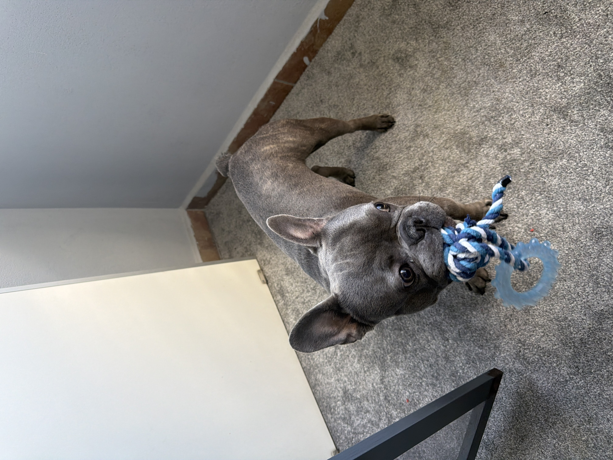 In the city of Ruse, Bulgaria, a brindle French Bulldog stands on a grey carpet, holding a blue and white rope toy in its mouth. The dog is facing the camera, with its ears perked up and its eyes looking directly at the viewer. The background consists of a white door and a light grey wall with a brown trim. The lighting is natural, casting soft shadows on the floor. There is a portion of a dark metal object visible in the lower left corner of the image.