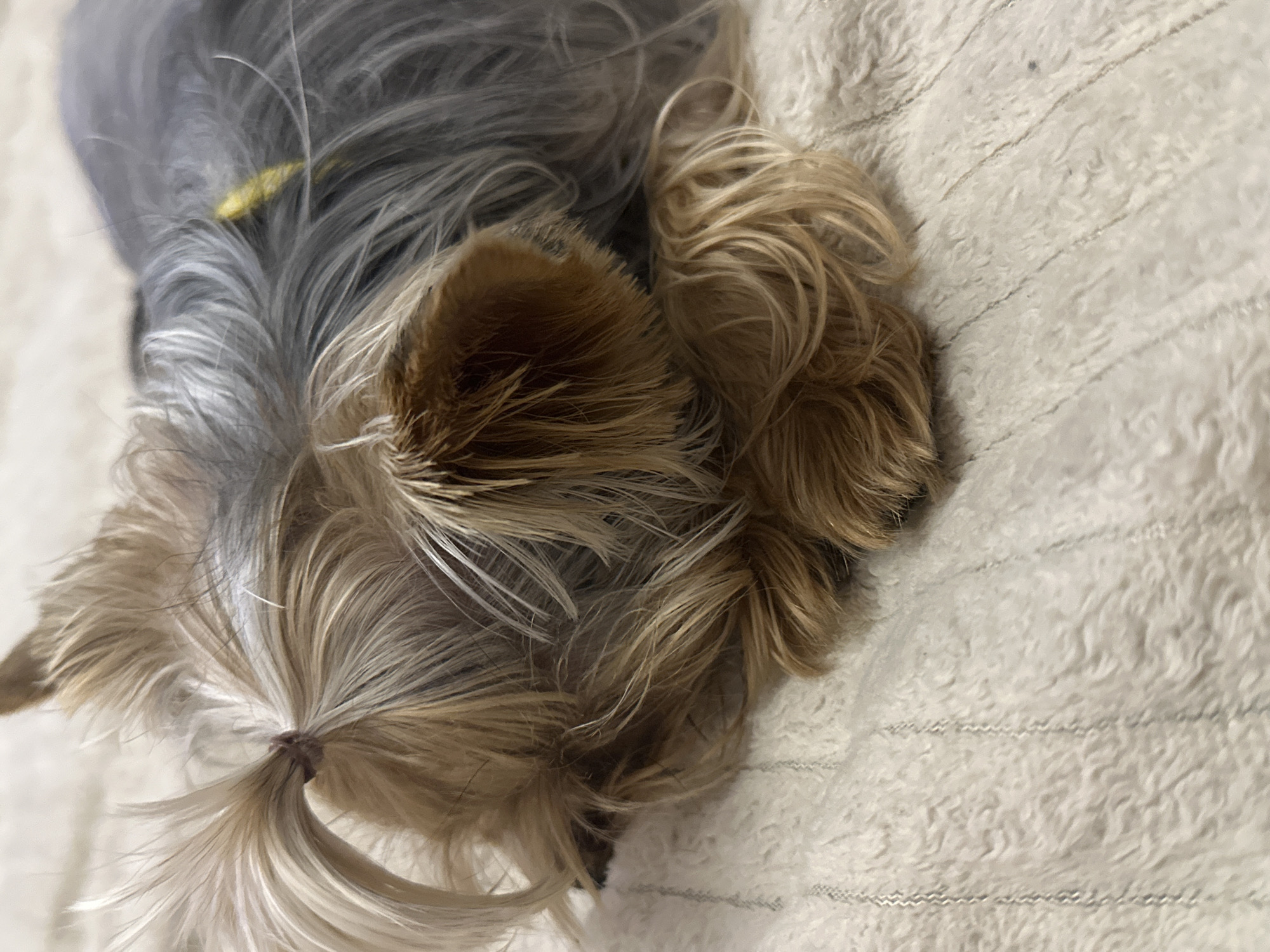 A close-up, eye-level shot shows a small dog, likely a Yorkshire Terrier, resting on a cream-colored, textured blanket with vertical stitching. The dog is primarily in focus, with its head and front paws visible. Its fur is a mix of golden brown and gray, with longer wisps of hair framing its face and ears. The dog's ears are floppy and partially covered by its fur. A small, yellow object is visible on the gray portion of the dog's fur. The dog's paws are curled in front of it. The background is a soft, out-of-focus continuation of the blanket. The overall impression is one of comfort and repose. There are no discernible urban or natural elements that would indicate a specific location in Verkhniy Yurt, Russia, or any city.