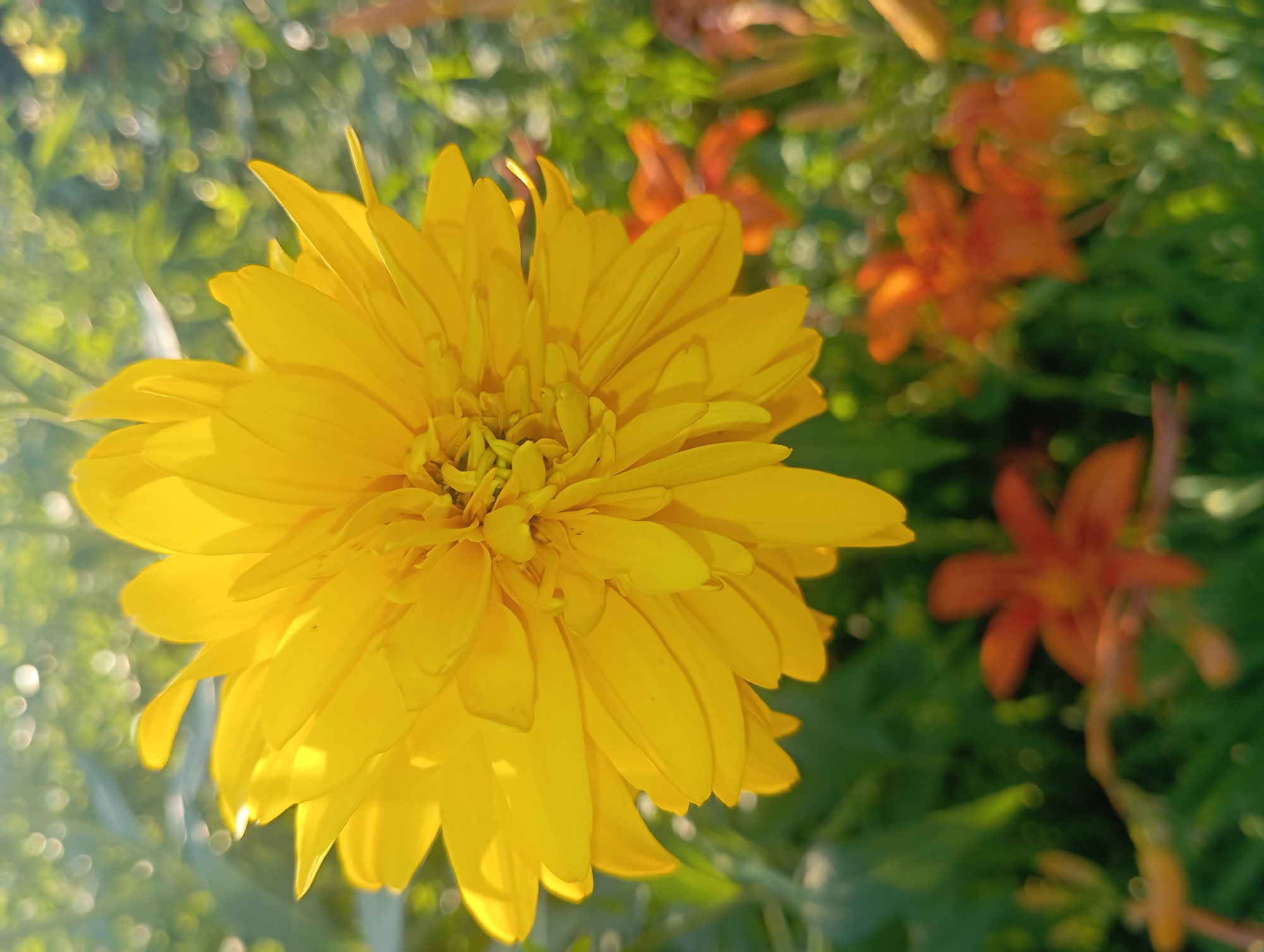 A close-up, eye-level shot shows a bright yellow, multi-petaled flower in the foreground, its petals radiating outwards. The flower is in focus, with its intricate details sharply defined. In the background, the scene is blurred, with patches of green foliage and several out-of-focus orange flowers. The lighting suggests it is daytime, with sunlight creating highlights on the yellow petals and bokeh effects in the background. The location is specified as Qobda, Kazakhstan, implying an outdoor garden or natural setting. There are no people or discernable actions taking place.