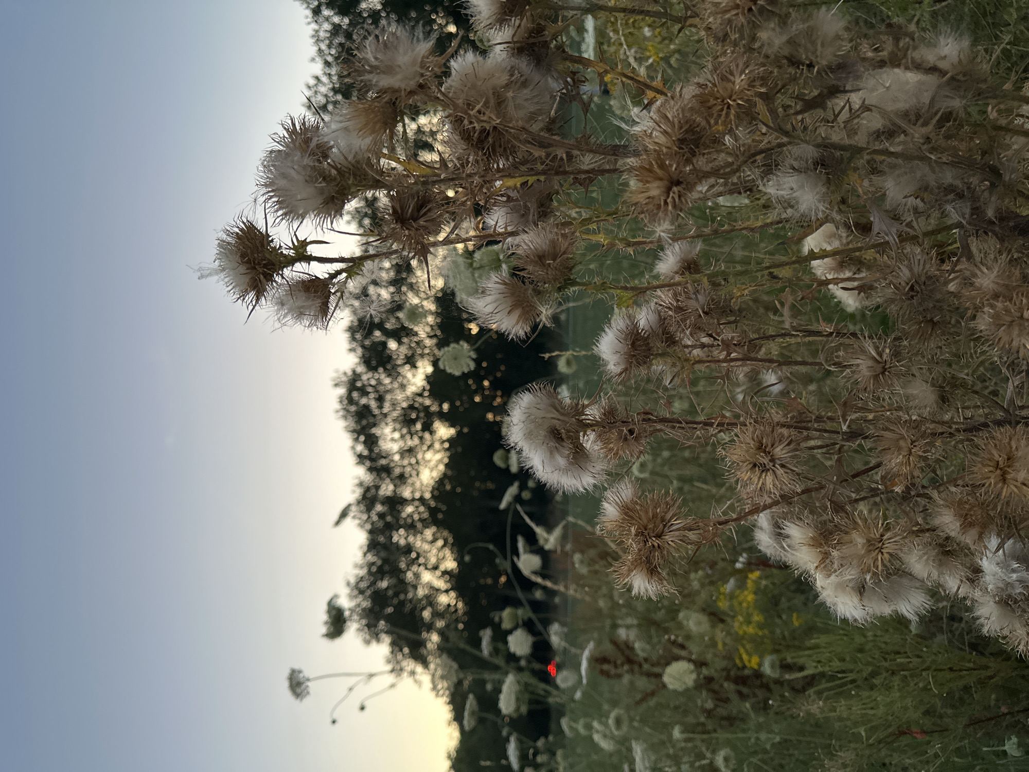 The image depicts a close-up view of several mature thistles with fluffy seed heads, set against a blurred background of greenery and trees. The sky above is a pale gradient of blue, transitioning to a lighter hue near the horizon where the sun is setting. The foreground is dominated by the thorny stalks and wispy seed casings of the thistles. In the mid-ground, there are other flowering plants, some appearing white and delicate, and a patch of yellow wildflowers. The background consists of a line of trees silhouetted against the twilight sky. The overall impression is a natural, outdoor scene, possibly a field or meadow at dusk. The location is specified as Krefeld, Germany. There are no people or discernible actions taking place.