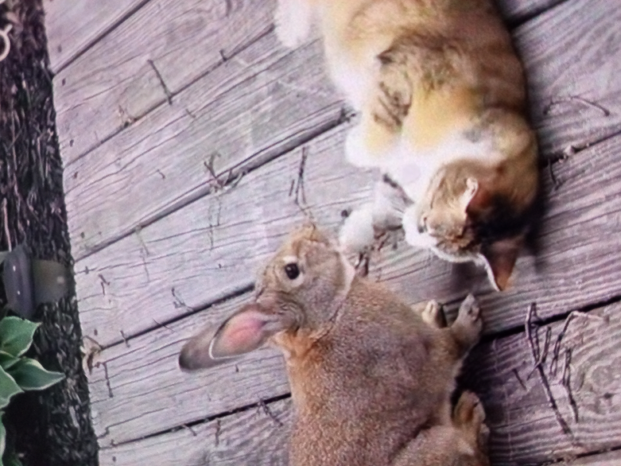 The image shows a rabbit and a cat on a wooden deck. The rabbit is in the foreground, facing left with its nose extended. The cat is in the background, lying on its side and looking down at the rabbit. The wooden deck is made of planks and appears to be weathered. There is some greenery on the left side of the image. The location is not specified as Cihanjuang, Indonesia.