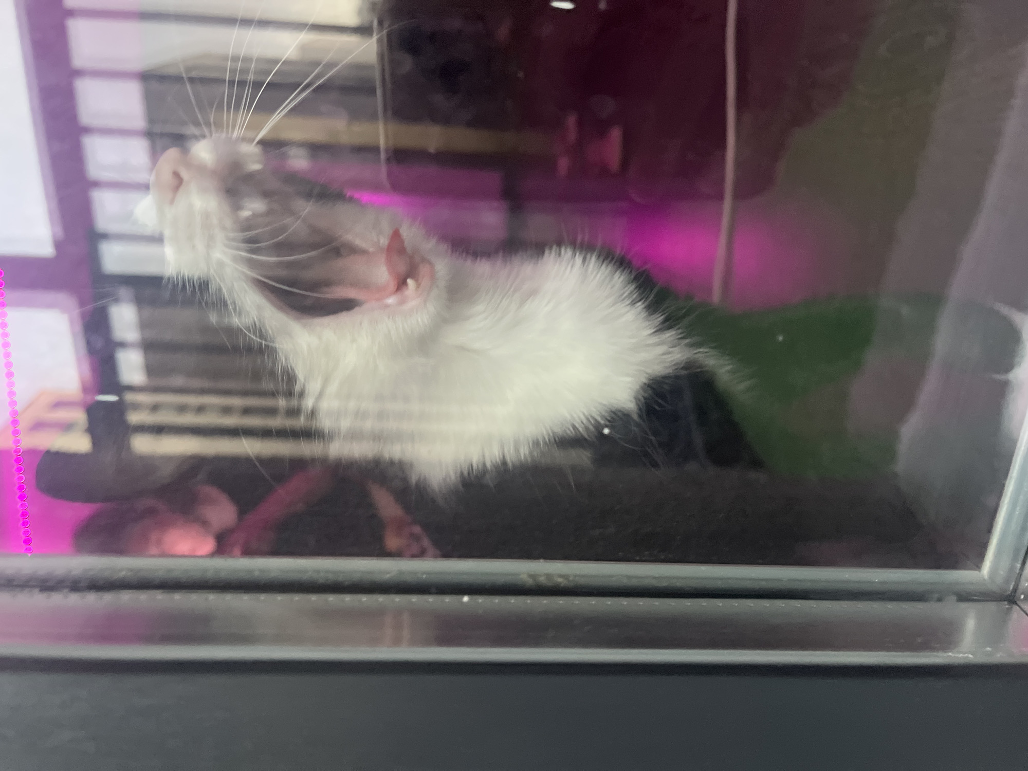 A close-up shot depicts a black and white cat inside an enclosure, possibly a cage or terrarium, with its mouth wide open in what appears to be a yawn. The enclosure appears to be made of glass or a similar transparent material. The background is obscured but contains some dark shapes and indistinct forms. The interior is illuminated by a purplish light. The photo seems to be taken through the transparent material, and there is a reflection of what appears to be a window frame or cage structure. I have no information about the location of the city of Saint Petersburg, Russia.