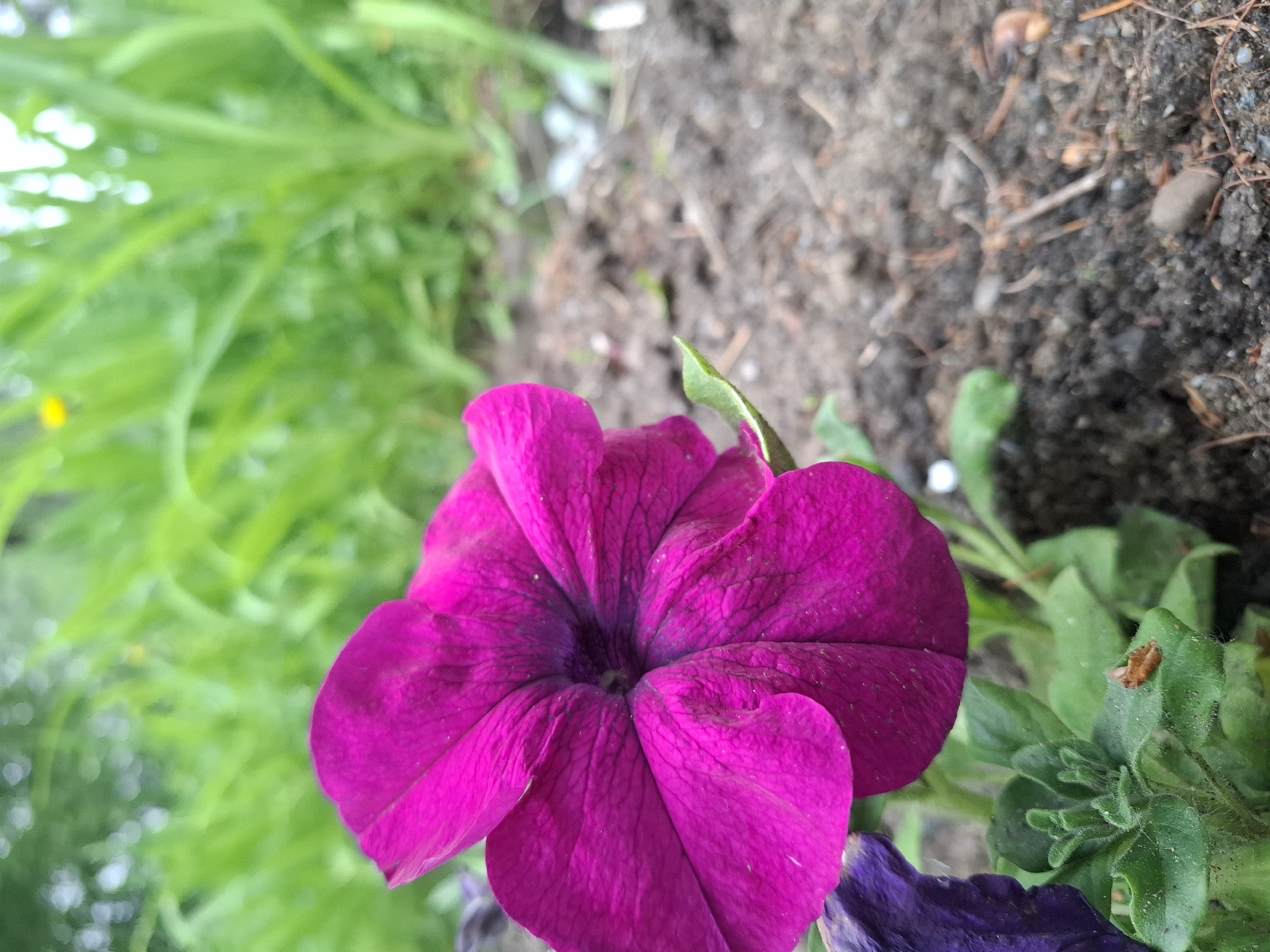 A close-up, eye-level shot shows a vibrant pink petunia flower in the foreground, its petals unfurling towards the viewer. The flower is centrally located, with a dark purple center. To the left, partially visible, is a darker purple petunia. The flower is planted in dark, rich soil, with small pebbles and pine needles scattered across the surface. In the background, out of focus, are lush green blades of grass, suggesting a garden or park setting. The overall lighting is soft and natural, indicating an outdoor environment likely during daylight hours. There are no people present in the image. The scene appears to be in Utulik, Russia, a settlement in the Irkutsk Oblast known for its natural beauty and proximity to Lake Baikal, making such floral displays common in its gardens and public spaces.