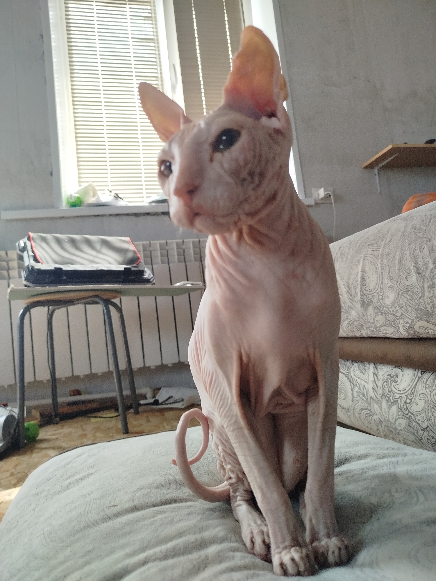 A hairless Sphynx cat is sitting on a light-colored cushion in an indoor environment. The cat is light pink in color and has large ears and dark eyes. Its tail is curled around its body. In the background, a window with blinds is visible, along with a radiator and a small stool with a bag on it. There is also a patterned sofa to the right of the cat. The overall impression is that of a domestic setting, likely a home in Zavodoukovsk, Russia.