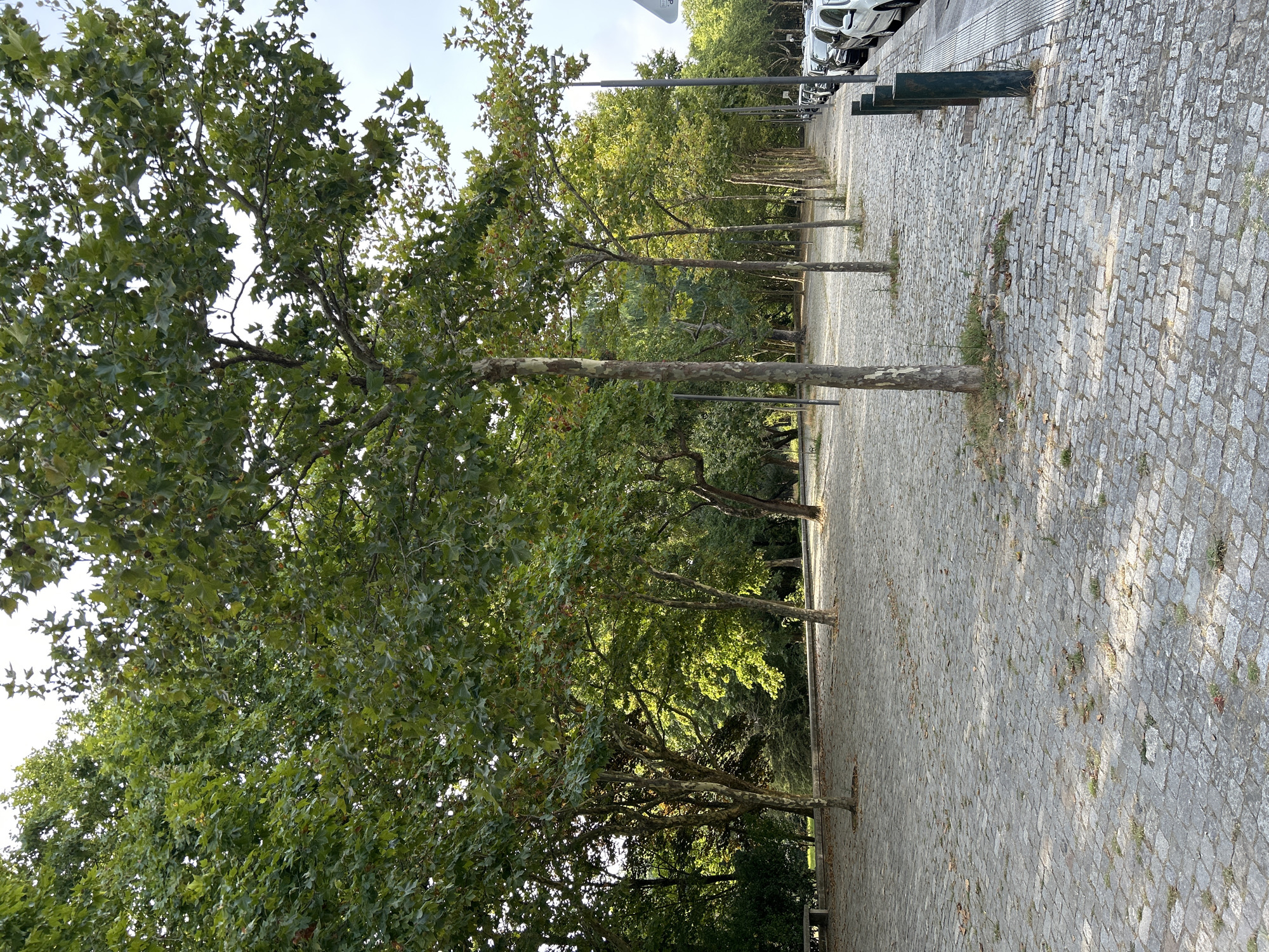 The image depicts a tree-lined street in Porto, Portugal. The foreground features a cobblestone pavement interspersed with patches of grass. Several trees with large, leafy canopies are planted along the side of the paved area, casting dappled shadows. Beyond the trees, there is a park or green space with more vegetation and what appears to be a bench. To the right of the paved area, a sidewalk with a textured surface is visible, followed by a street with parked cars. The cars are modern sedans, predominantly white and black. Streetlights are positioned along the sidewalk. The sky is partly cloudy, with a bright, hazy appearance. The overall scene suggests a public space in an urban environment, likely a park entrance or a boulevard with ample green space.