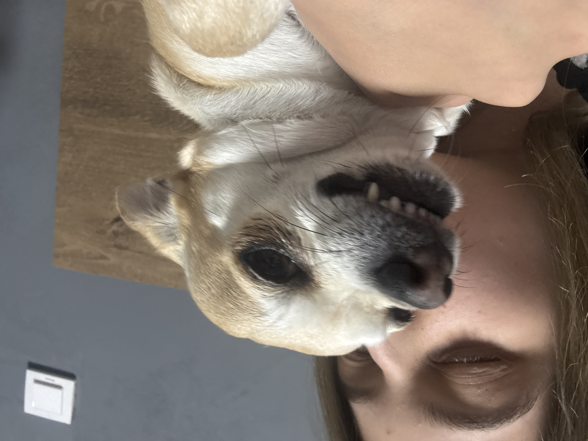An image, rotated 90 degrees clockwise, depicts a close interaction between a small dog and a human. The dog, with a mix of light brown and white fur, has its head positioned near the human's face. Its dark eyes are open, and its mouth is slightly agape, revealing small white teeth in what appears to be a playful or "grinning" expression. Its dark snout and whiskers are prominent.
The human, with light skin and visible long, light brown hair along the right edge of the frame, has their eyes closed. This posture suggests a moment of affection, relaxation, or a playful reaction to the dog's proximity. The dog's body is partially visible against a light brown, possibly wooden, textured surface. To the left, a plain grey wall is visible, featuring a white electrical outlet or switch in the bottom left corner. The scene takes place indoors, likely within a home. The overall mood conveys an intimate and affectionate bond between the pet and its owner, situated in Ralevo, Bulgaria. No text is visible in the image.