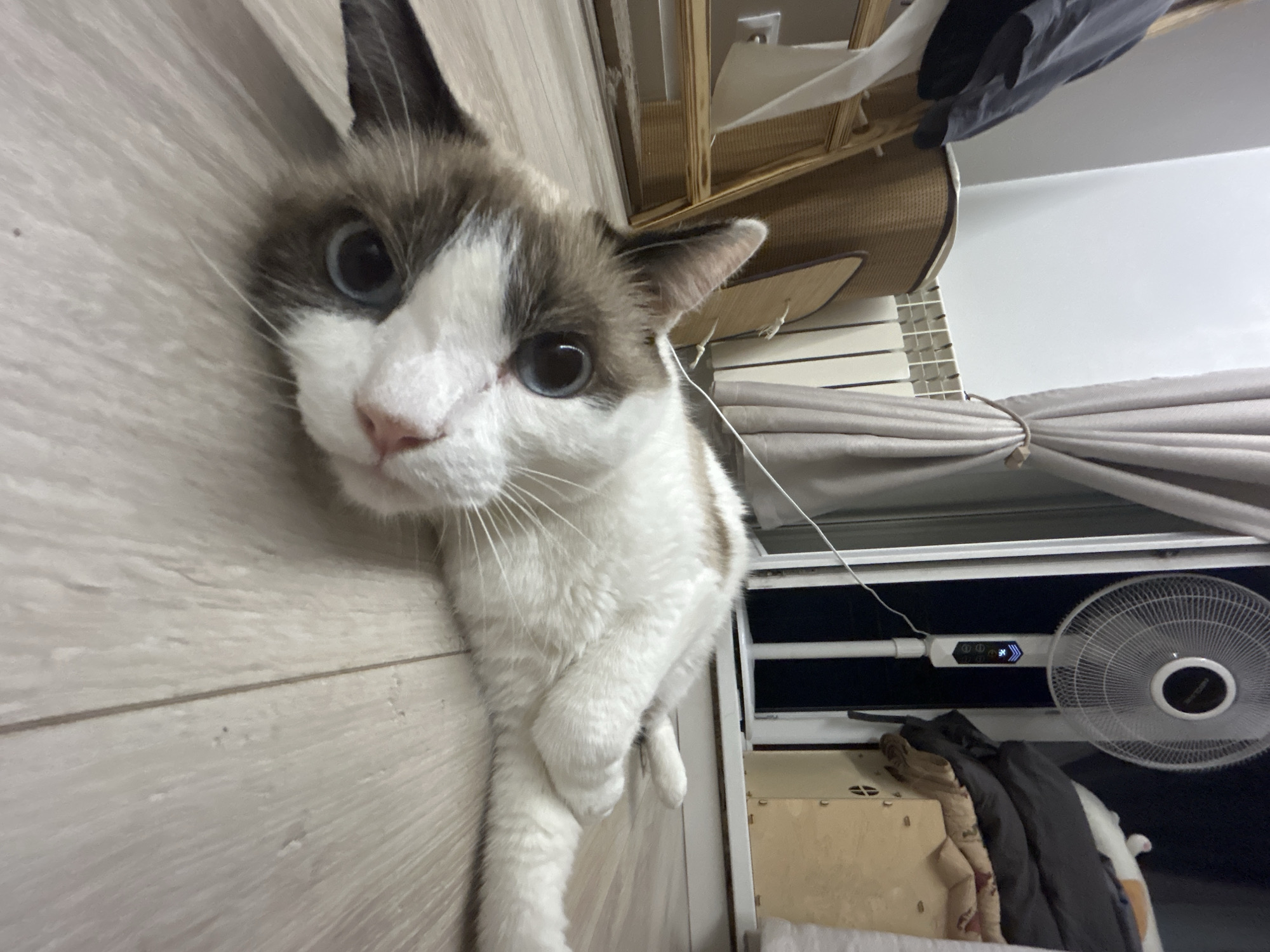 A cat lies on a wooden floor. The cat is white with brown and gray markings on its face and ears, and has blue eyes. The cat is positioned on its side, with its head turned towards the camera. In the background, there are curtains, a radiator, a standing fan, and some stacked items. The scene appears to be indoors.