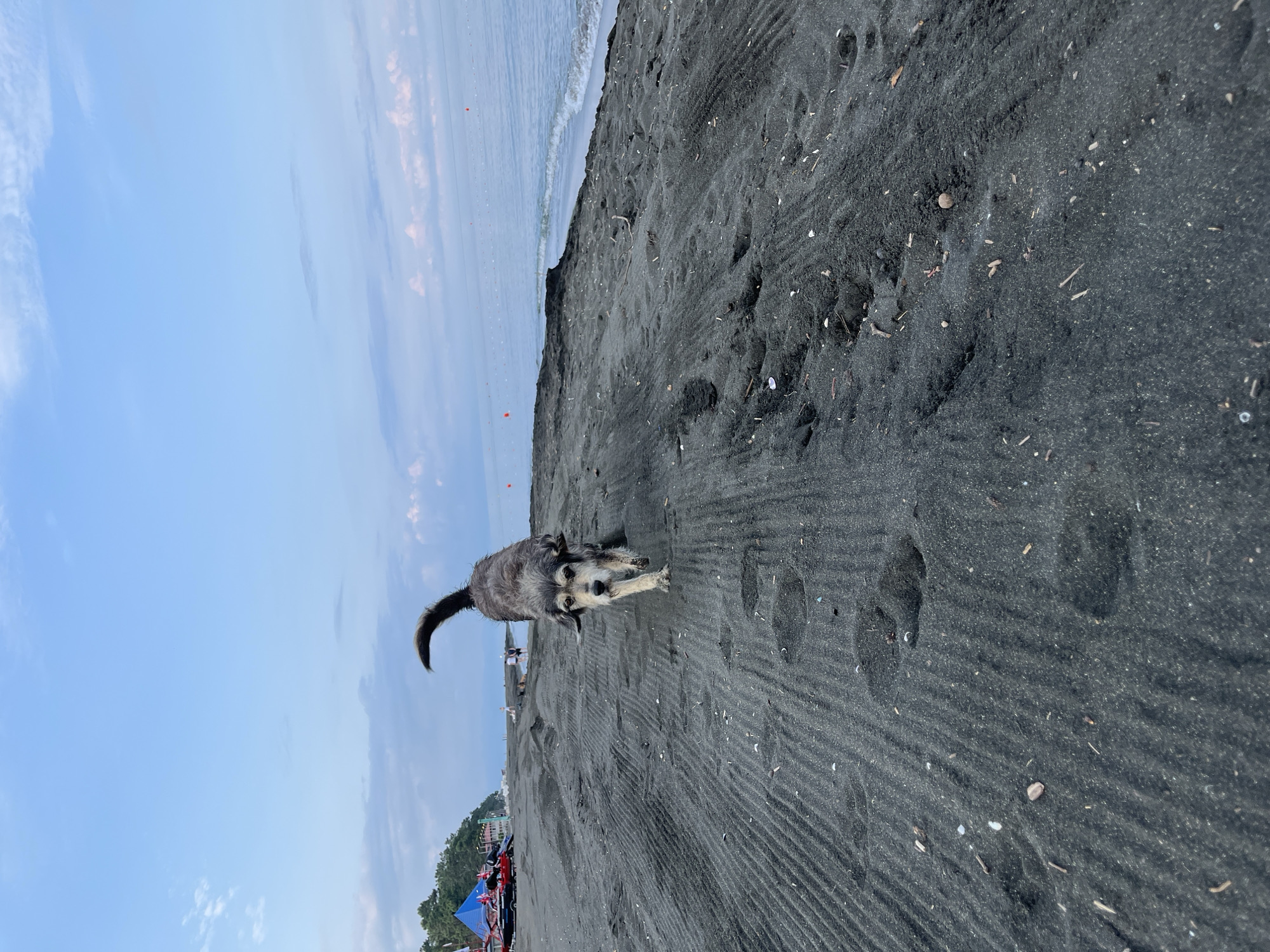 A medium shot captures a small, shaggy, gray-haired dog walking on a black sand beach in Ureki, Georgia. The dog is facing the camera, with its head tilted slightly and its ears down. Its tail is curled upwards. The dog's fur appears damp, suggesting it has been in or near the water. The black sand beach is rippled, with visible footprints. In the background, the sea is calm and a pale blue, with faint waves lapping the shore. Further in the distance, a few buoys are visible in the water, and along the coastline, there are some trees and what appear to be beach umbrellas or tents, along with a few people walking. The sky is a pale blue with scattered white clouds. The overall lighting suggests it is either early morning or late evening.