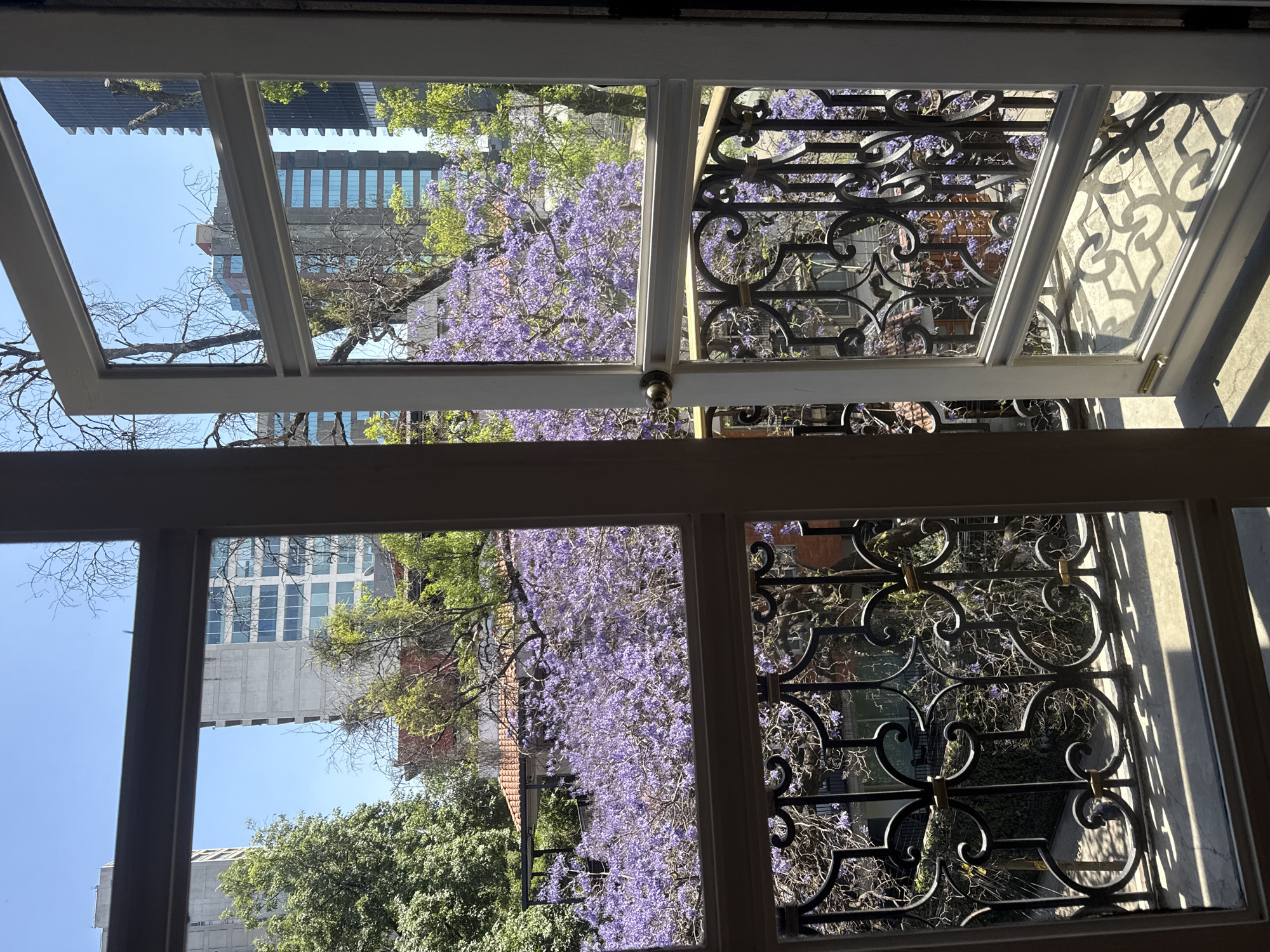 A forensic description of the image reveals a sunlit urban scene viewed from an interior space, looking out through a window and an open balcony door in Mexico City, Mexico.
In the immediate foreground, to the right, a white-framed glass balcony door is ajar, exposing a brass doorknob. Below the door and extending across the lower portion of the adjacent window section is a dark wrought iron balcony railing featuring intricate scrollwork and intermittent gold-colored accents. Strong sunlight casts distinct, complex shadows of this railing onto the light-colored concrete balcony floor.
Beyond the railing and window frames, a dense canopy of purple-flowering Jacaranda trees dominates the midground, suggesting a spring season. Partially visible beneath and among these trees are elements of lower-rise urban structures, including buildings with red-tiled roofs and a dark-framed patio cover.
In the background, rising above the tree line against a clear, bright blue sky, are multiple multi-story buildings and skyscrapers. These include structures with light-grey concrete exteriors featuring numerous windows, and darker buildings with reflective glass facades. No individuals are visible, and no specific actions or interactions are depicted within the frame. The environment is characterized by bright, direct sunlight.