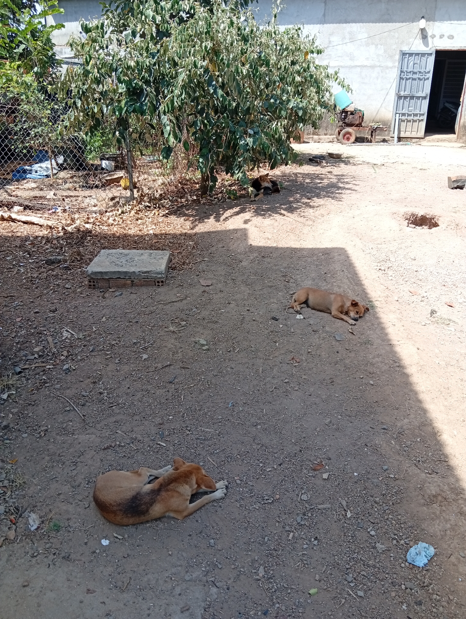 The scene depicts an outdoor area in Phú Bình, Vietnam. The ground is dirt and gravel. Three dogs are visible, each in a resting position. One is lying near a tree, another is in the middle ground, and a third is in the foreground. A concrete slab lies on the ground. A wire fence borders one side of the area, while a building with an open door is in the background along with a piece of machinery and a green bucket on top of it. A tree with dense foliage provides shade.