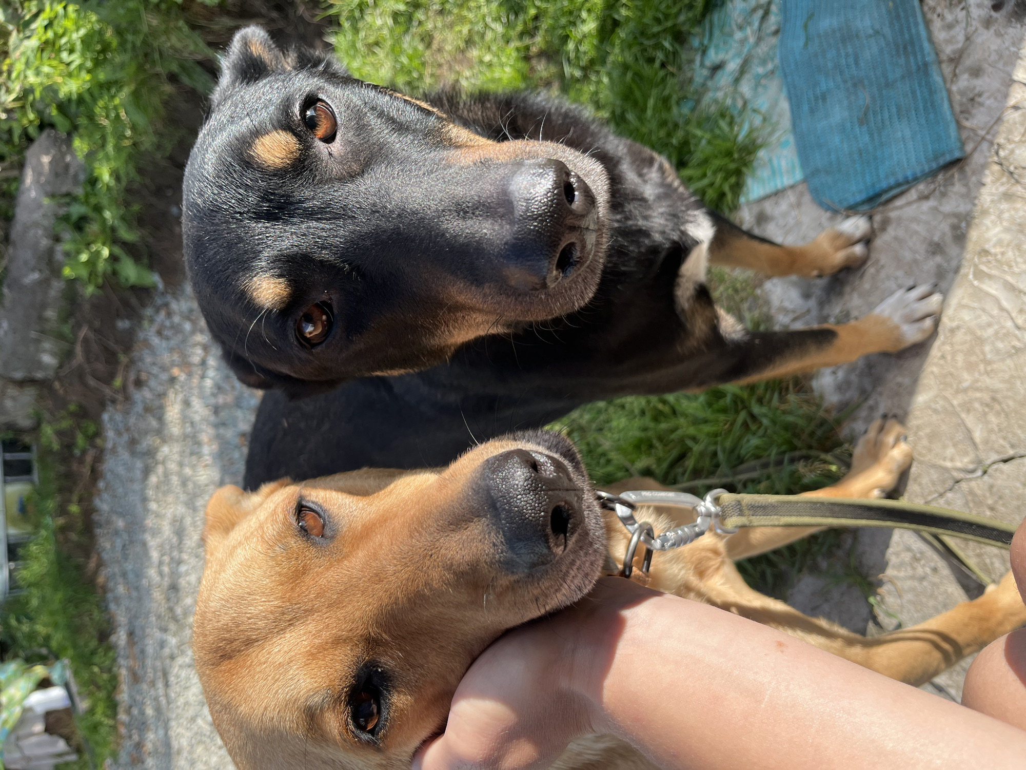 Two dogs, one tan and one black with tan markings, stand on a paved surface outdoors. The tan dog's head is resting on a person's hand, and a leash is attached to its collar. The black dog is standing next to it, looking towards the camera. Green grass and gravel are visible in the background. There is no discernible location in Nizhny Tagil, Russia.