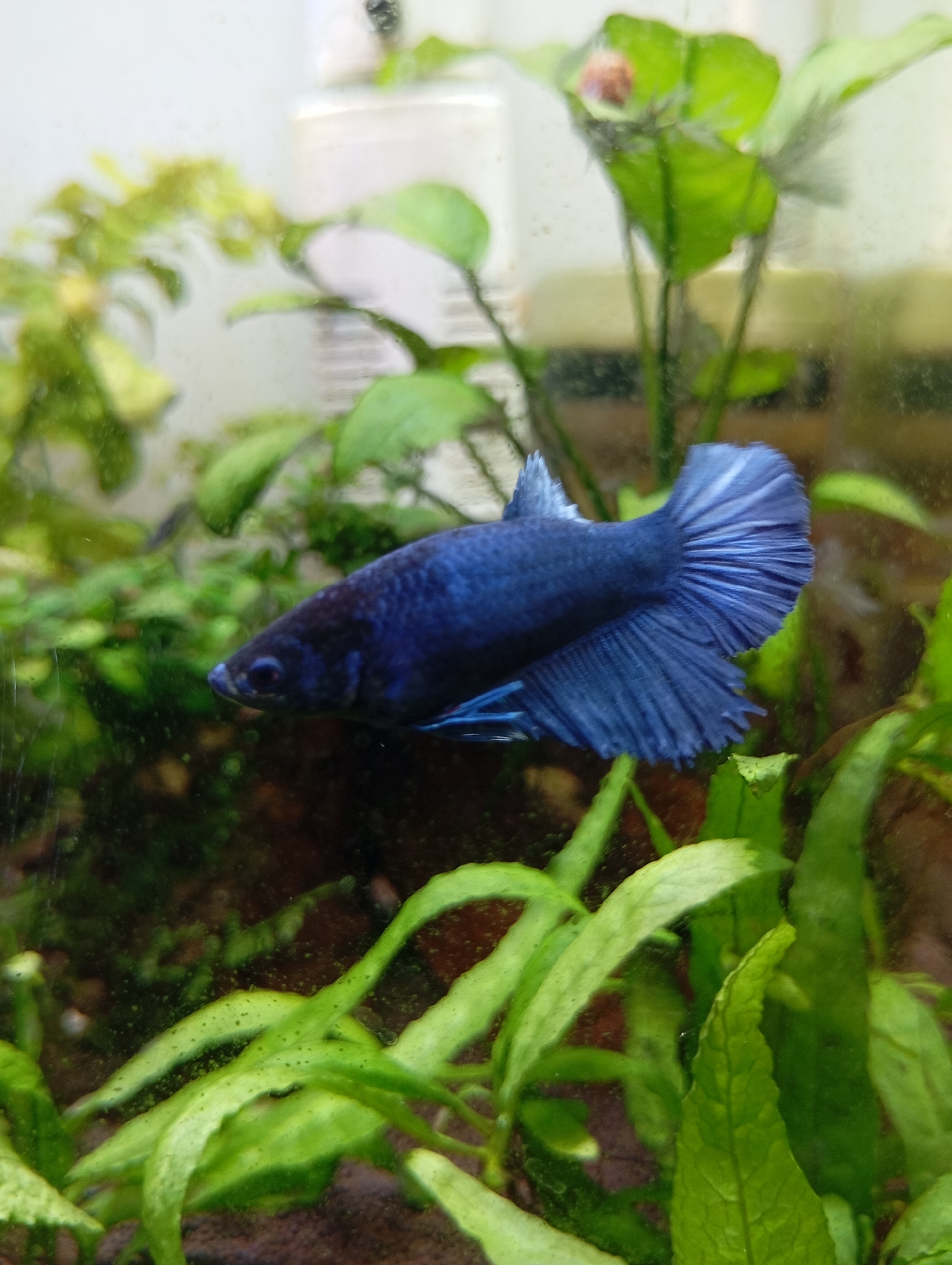 The image shows a blue betta fish in an aquarium. The aquarium contains live green plants of various types. The glass of the aquarium is somewhat dirty with what appears to be algae. The fish is the primary subject, swimming amidst the vegetation. The environment is a domestic setting with an aquarium. The location is unknown.