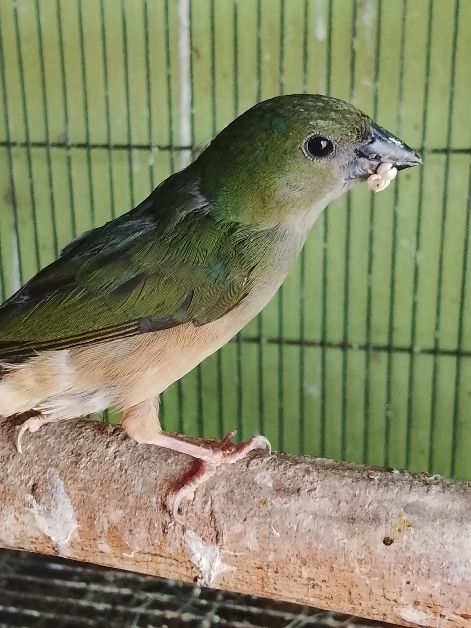 A close-up, eye-level shot captures a small bird perched on a tree branch. The bird, primarily green with a beige underside, is in profile, facing right. Its beak contains several light-colored seeds, suggesting it is eating. The background is a blurry green cage with vertical bars. The branch is rough and textured, with some white debris on it. The image appears to be taken indoors. The location of Kuta Trieng, Indonesia is not visible or inferable from the provided image.