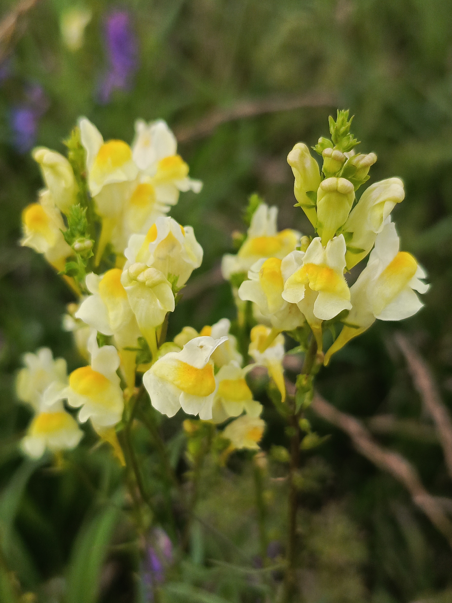 A close-up, outdoor, eye-level shot showcases a cluster of yellow and white flowers with yellow centers, possibly Toadflax, against a soft-focus green and brown background. The flowers are delicate with distinctly shaped petals. In the blurred distance, faint purple shapes suggest other wildflowers, adding a touch of color to the natural setting. The image does not depict any human presence or any urban environment associated with Kauchuk Stantsiya, Russia. It is a natural scene focused solely on the flora.