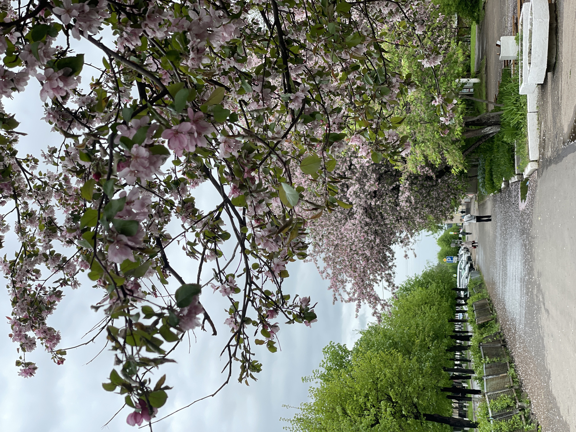 The image depicts a tree with pink blossoms, likely an apple or cherry tree, dominating the left side of the frame. The branches extend across the upper part of the image, partially obscuring a cloudy sky.
The scene is along a street in what is likely Zheleznogorsk, Russia. A road runs from foreground to background, with trees lining the left side of the street beyond the flowering tree. These trees appear to be spring foliage. A fence runs adjacent to these trees. A line of parked cars is visible along the road further in the background. A few people are walking on the sidewalk in the distance. The road surface appears wet, possibly from recent rain. White blossoms are scattered across the pavement.