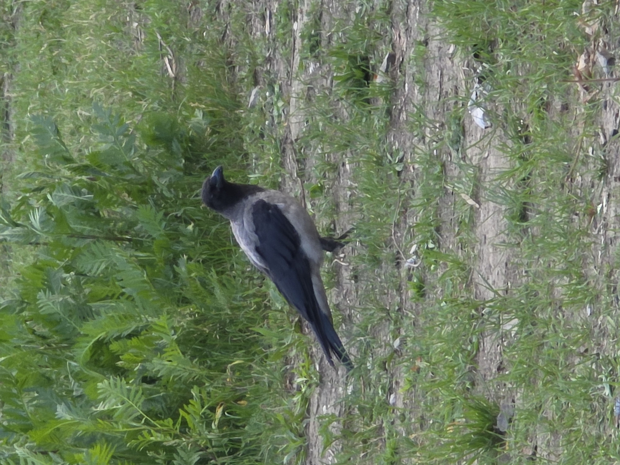 A hooded crow with black head and gray body stands on a dirt path with sparse green grass and foliage. The crow is facing right, with its beak slightly open. In the background, there is a dense growth of green plants. The scene appears to be in an urban or semi-urban environment, possibly a park or verge. No people or specific landmarks are visible to pinpoint a location in Warsaw, Poland.