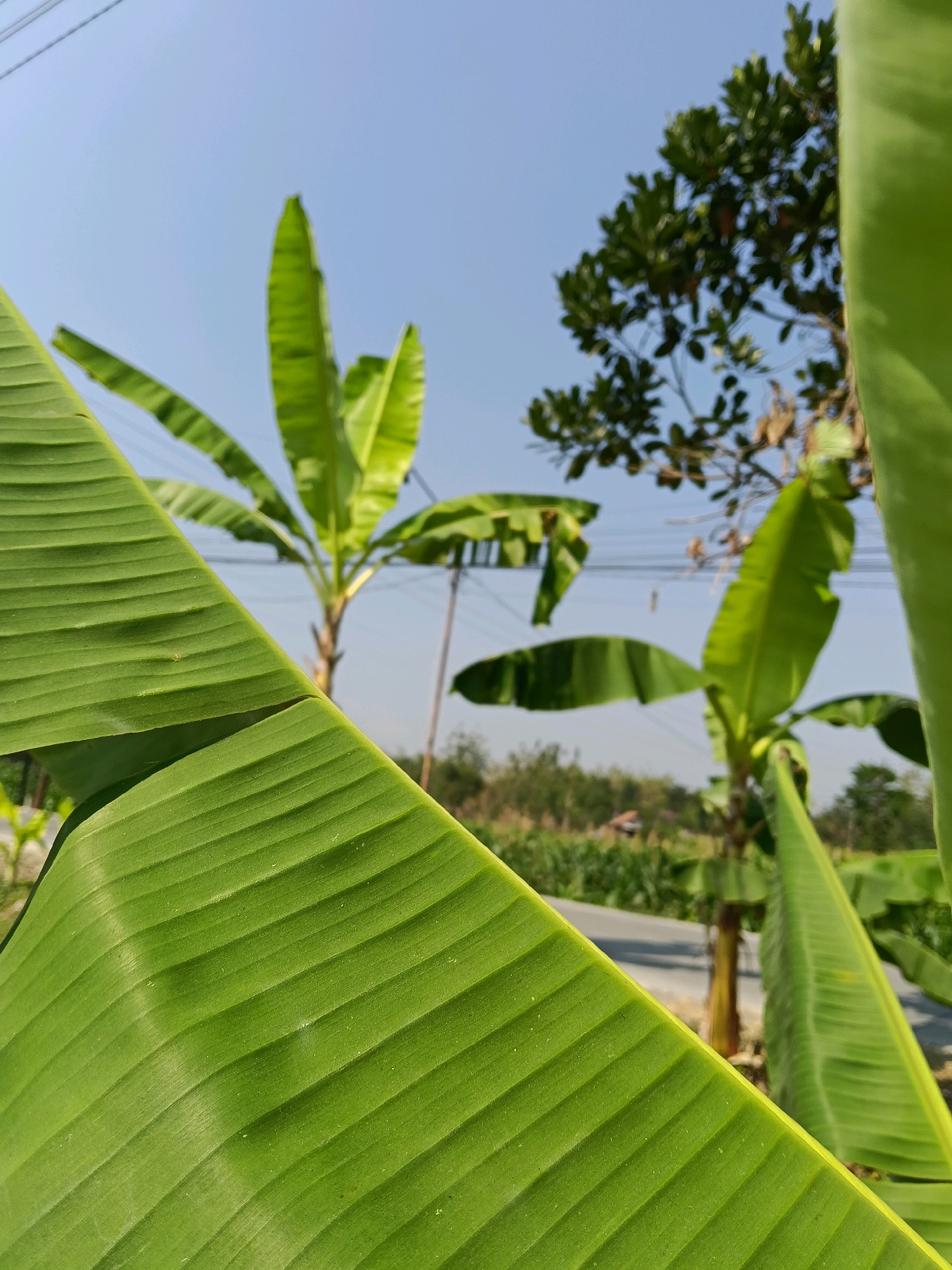 The image shows a close-up of a large green banana leaf in the foreground, with other banana leaves and trees visible in the background. The scene appears to be outdoors on a sunny day, with a clear blue sky overhead. There are power lines visible in the background, suggesting a semi-rural or suburban setting. The image was taken in Galuk, Indonesia. The focus is on the texture and vibrant green color of the banana leaf. There are no people or animals visible in the image. The overall impression is one of natural beauty and tranquility.