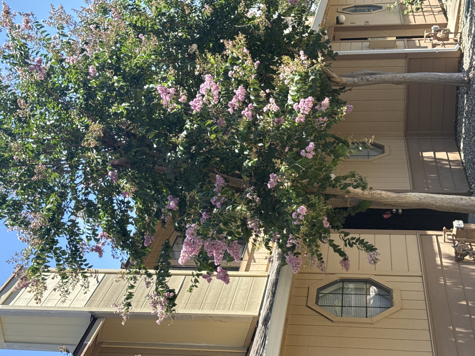 The image depicts a residential building with a crape myrtle tree in bloom in the foreground. The building appears to be made of tan-colored siding with a darker brown trim. There are several windows visible, one of which is octagonal in shape. A black door is also present. The crape myrtle tree has green foliage and clusters of pink flowers. The ground is covered in gravel. The scene is bathed in sunlight, casting shadows on the building. The overall impression is that of a well-maintained residential property in a sunny climate. The image was taken in Citrus Heights, California, United States of America.