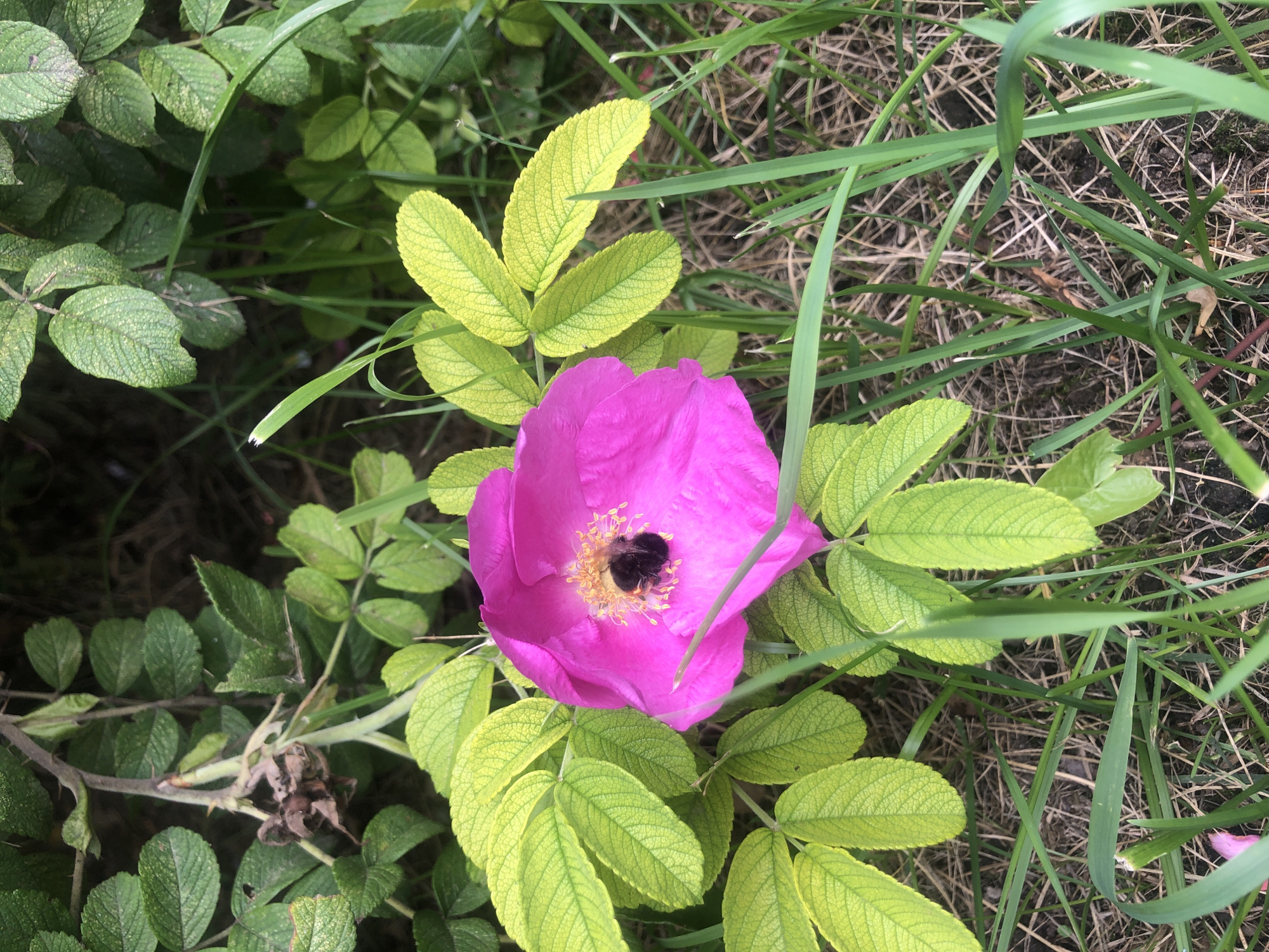 A close-up, high-angle shot captures a vibrant pink wild rose bloom at the center, its petals unfurled to reveal a fuzzy, black and yellow bumblebee collecting pollen. The rose is surrounded by a cluster of bright green, serrated leaves, some of which have a yellowing tint. Long blades of grass, some light green and others dried and brown, create a textured foreground and background. The overall setting suggests a natural, outdoor environment, potentially a garden or wild patch, in Tutaev, Russia.