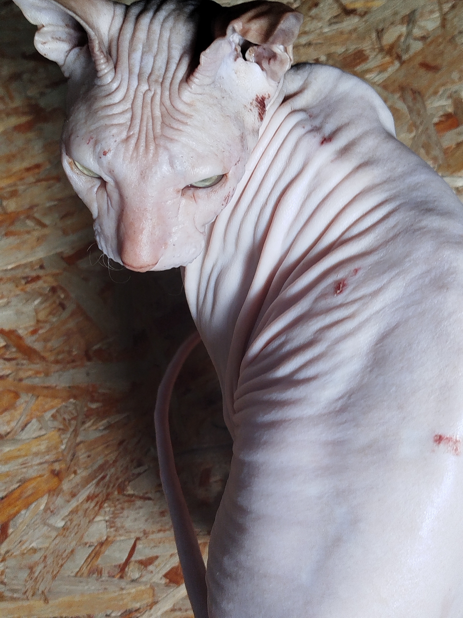 The image shows a close-up, high-angle view of a hairless cat, likely a Sphynx breed, resting on a wooden surface. The cat is predominantly pale pink, with visible wrinkles across its forehead and body. Its eyes are a light green color. There are a few reddish marks on the cat's skin, particularly on its head and torso, which could be minor abrasions or markings. The background consists of a rough, textured wooden surface, possibly plywood, with visible grain and varying shades of brown and orange. A thin, dark tail is visible curving down the right side of the frame. The lighting suggests an indoor setting, casting subtle shadows that emphasize the cat's wrinkled texture. There is no information in the image to indicate any specific location in the city of Zavodoukovsk, Russia.
