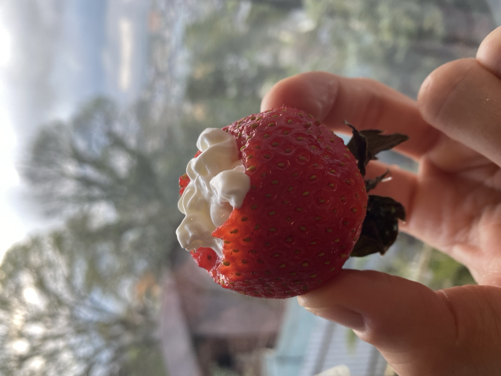 A person is holding a strawberry with whipped cream in front of an out-of-focus background. The strawberry is red and has green leaves at the top. The whipped cream is white and fluffy. The person's hand is light-skinned. The background appears to be a window looking out onto trees and buildings. There is no indication the image was taken in Sochi, Russia.