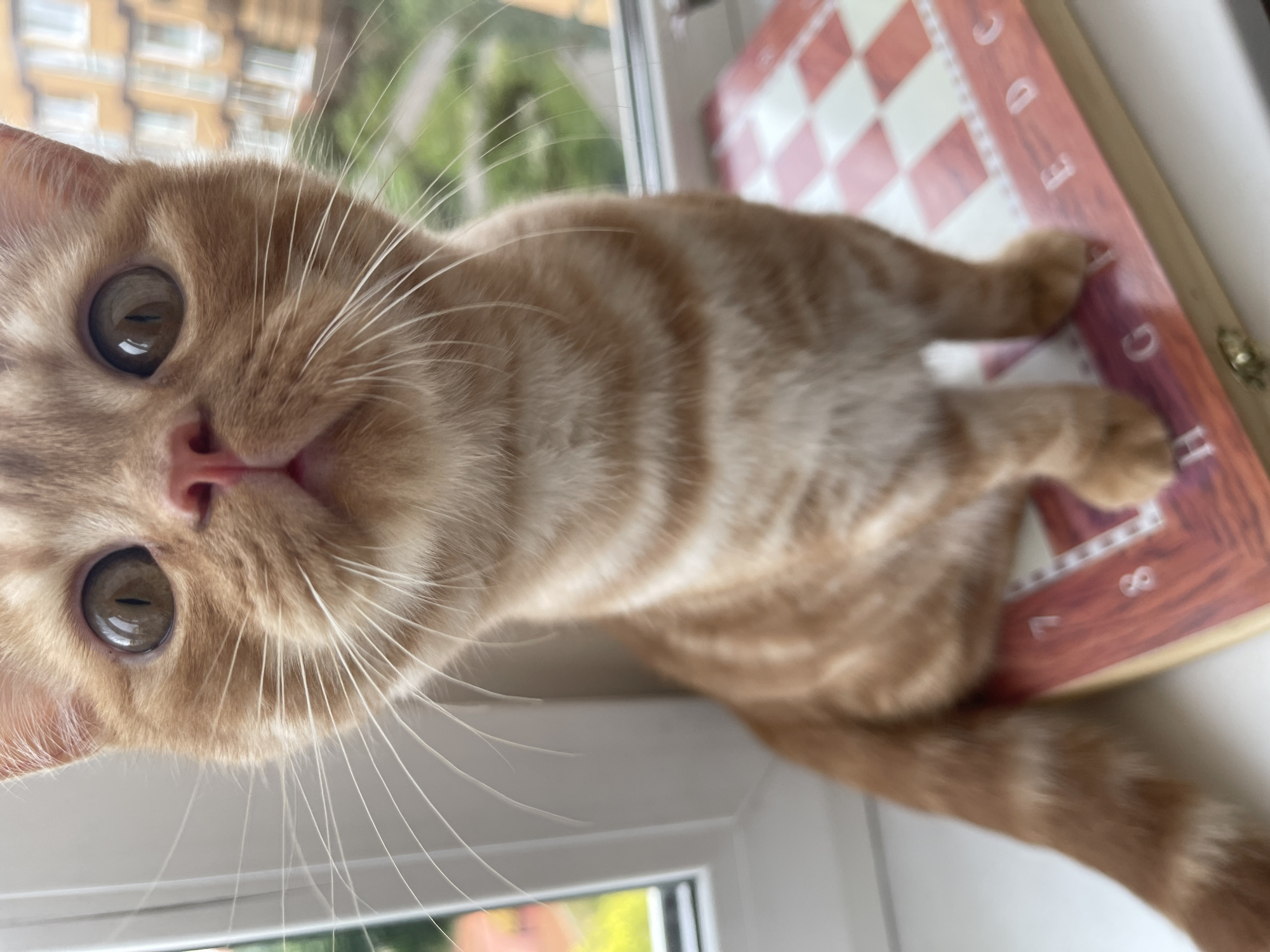 A close-up, eye-level shot shows a ginger tabby cat sitting on a chessboard on a windowsill. The cat's face is filling the frame, with its large, round eyes looking directly at the viewer. The cat has white whiskers and a pink nose. The background, visible through the window, shows an urban landscape with buildings and greenery, suggesting the location is in the city of Kommunarka, Russia. The chessboard is red and white checkered with letters and numbers around its edge. The lighting is natural, coming from the window.