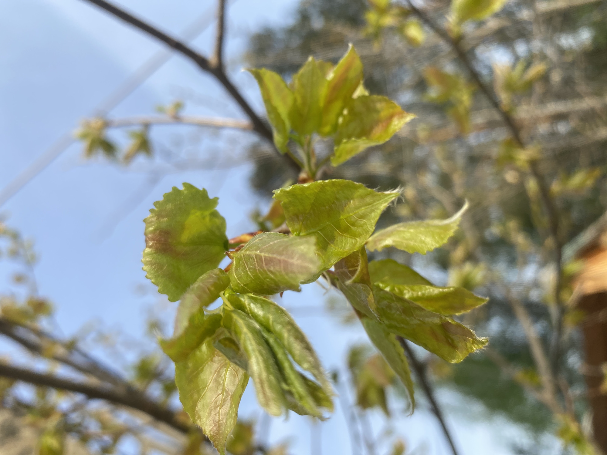 A close-up shot of a branch with new, light-green leaves against a backdrop of blurred branches and sky. The leaves are unfolding and have a slightly wrinkled texture, with some showing hints of reddish-brown. The location is Ol'khovskoye, Russia.