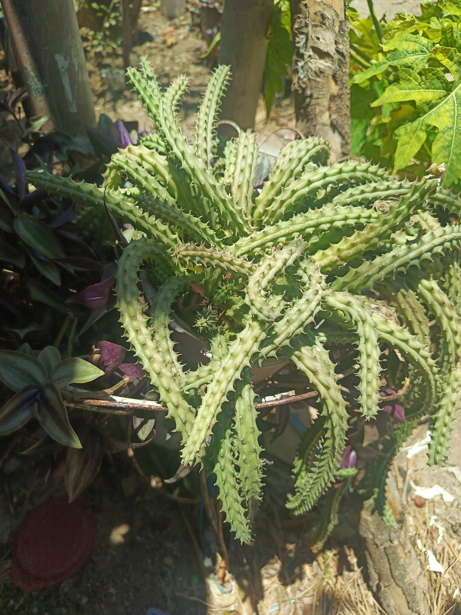 This image displays a vibrant outdoor scene featuring a prominent, sprawling succulent-like plant. The plant, likely a species of Stapelia or similar, consists of numerous thick, light green, spiky stems that extend outwards, forming a dense, intertwined cluster. Each stem has distinct ridges and sharp, triangular teeth along its edges.
Beneath and around the main plant, other foliage is visible, including plants with darker green and purplish leaves, possibly a *Tradescantia* variety. In the upper right background, large, bright green leaves of another plant, potentially a papaya, are partially visible.
The setting appears to be an outdoor garden or yard in Juan Griego, Venezuela. A weathered wooden post or tree trunk is present in the background, and the ground is covered with dry leaves, soil, and small debris. A thin metal rod or wire runs horizontally through some of the plants. The scene is brightly lit, indicating it is daytime, likely under a clear sky. There are no people, animals, or specific activities taking place, and no visible text in the image.