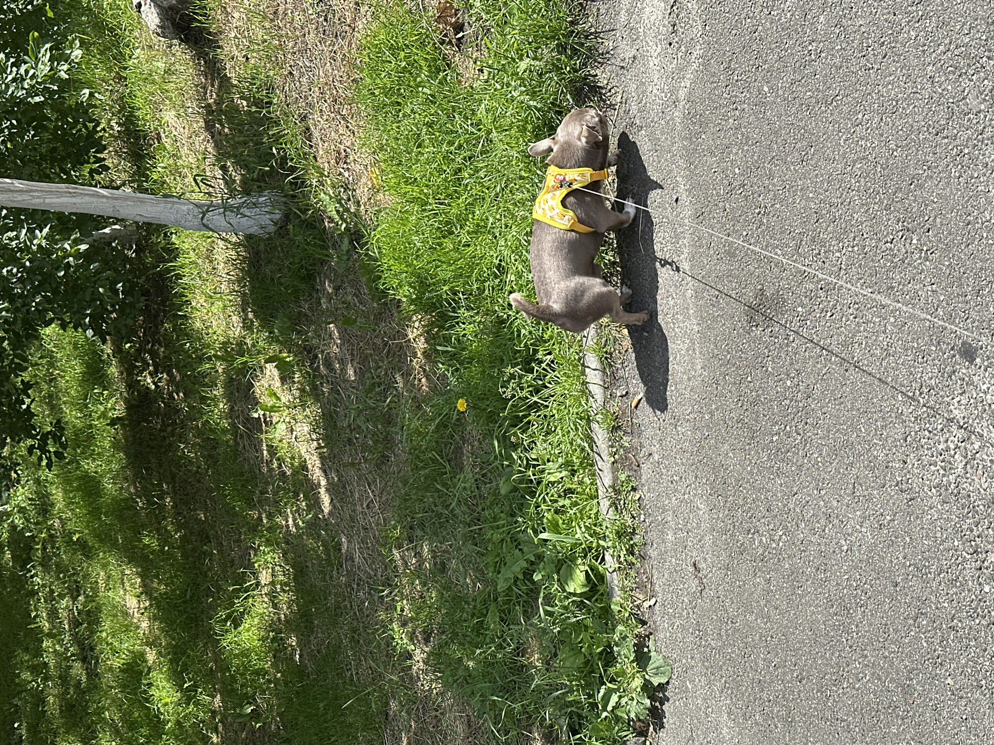 A small, tan dog wearing a yellow harness with a white pattern walks on a paved path next to a grassy area. The dog is on a leash. In the background, there is a tree with a white trunk and lush green foliage. Sunlight casts shadows on the grass and pavement. The setting appears to be a park or residential area in the city of Kyiv, Ukraine, given the context of the location.