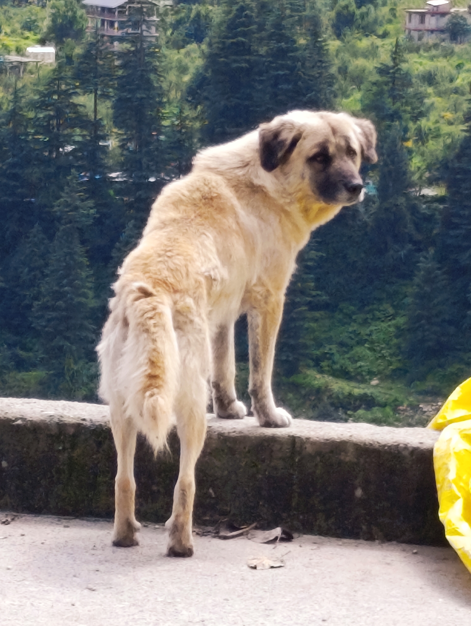 A light brown dog stands on a concrete ledge in Vashisht, India, facing away from the viewer and looking to the right. The dog has dark markings on its face and large, floppy ears. Behind the dog is a dense forest of green trees and some buildings on a hillside. In the foreground, to the right of the dog, is a crumpled yellow object, possibly a bag. The ground in front of the ledge is a light gray concrete surface with a few fallen leaves scattered on it.
