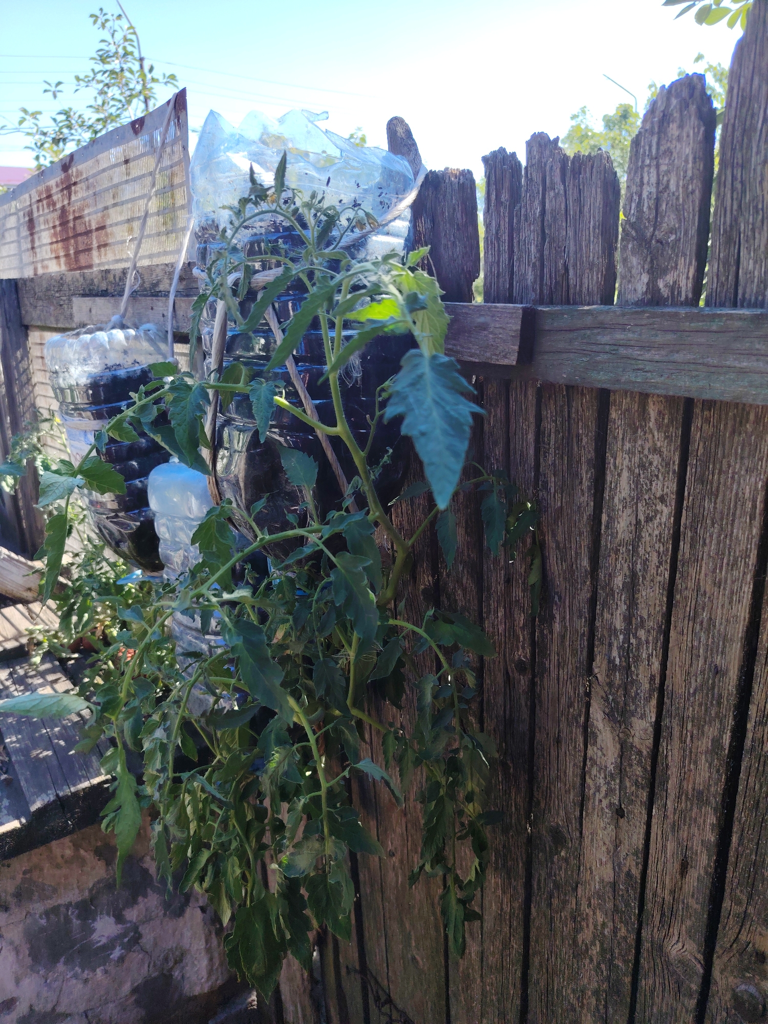 The image shows a rustic outdoor scene, likely in a yard or garden, with a weathered wooden fence as a prominent element. Tomato plants, growing in plastic bottles, are suspended and draped against the fence. The fence itself is constructed from vertical wooden planks, showing signs of age and weathering, with some gaps and variations in texture and color. To the left of the fence, a rusty metal structure is visible, possibly part of a shed or a temporary barrier. Overhead, the sky is clear and blue, with some trees and foliage visible in the background, suggesting a rural or suburban setting. The lighting indicates it is daytime, with sunlight casting shadows. No people are visible in the image.